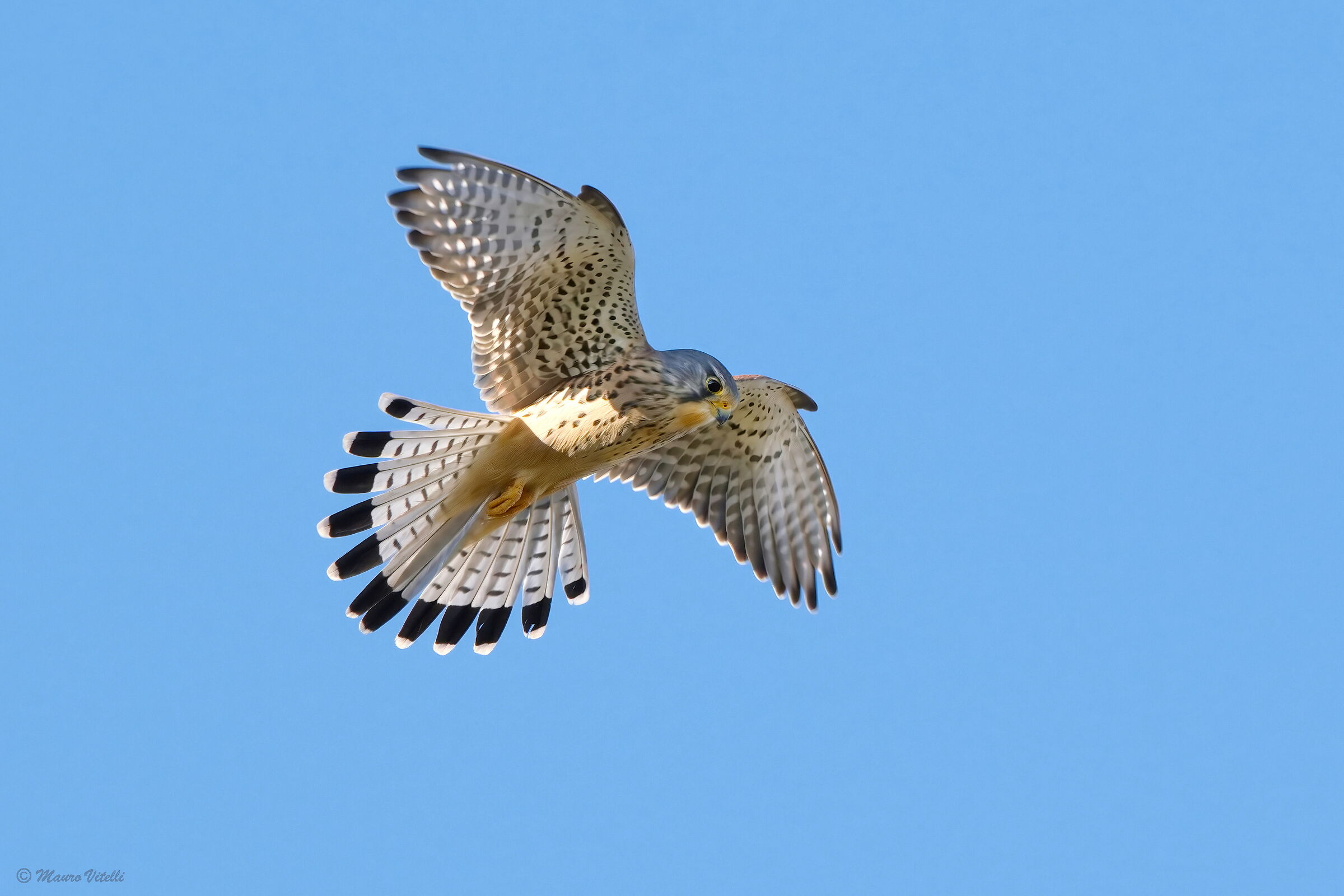 Kestrel