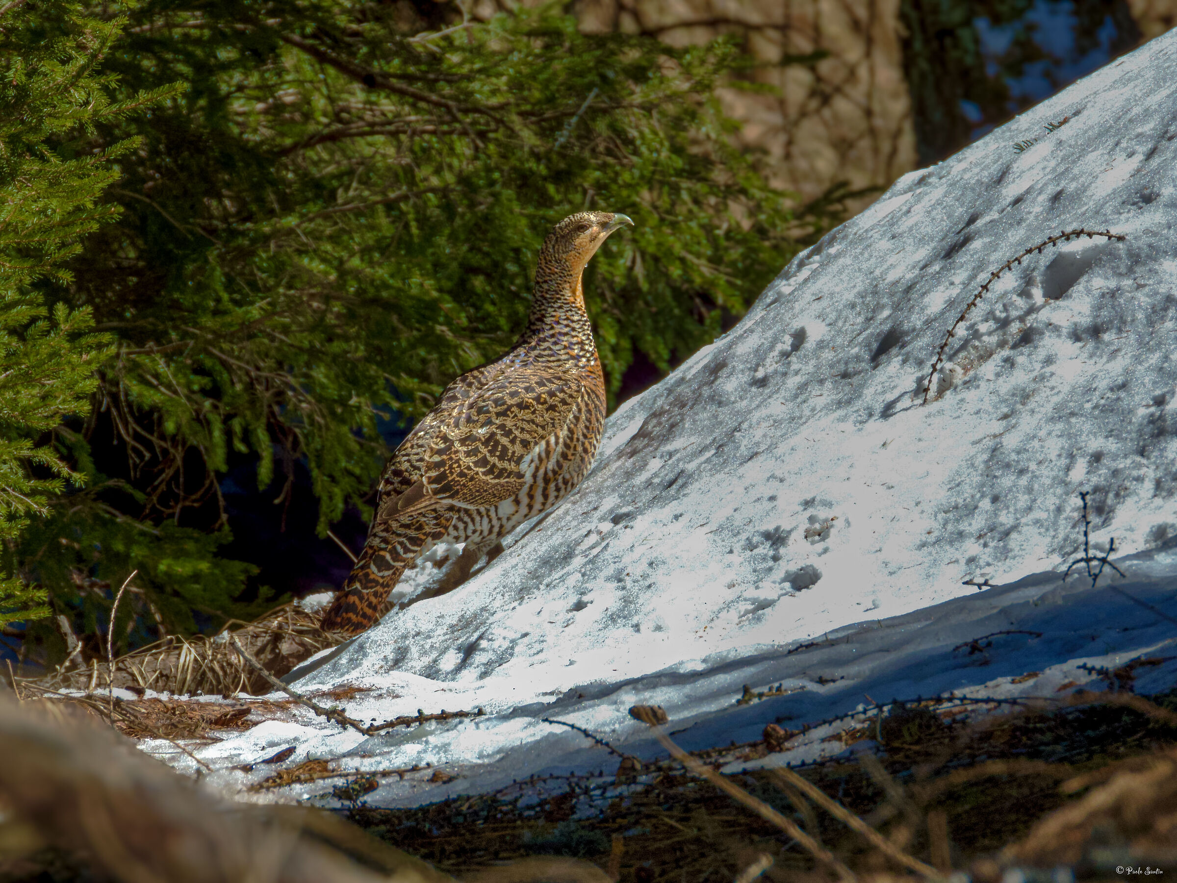 Femmina di Gallo cedrone a marzo