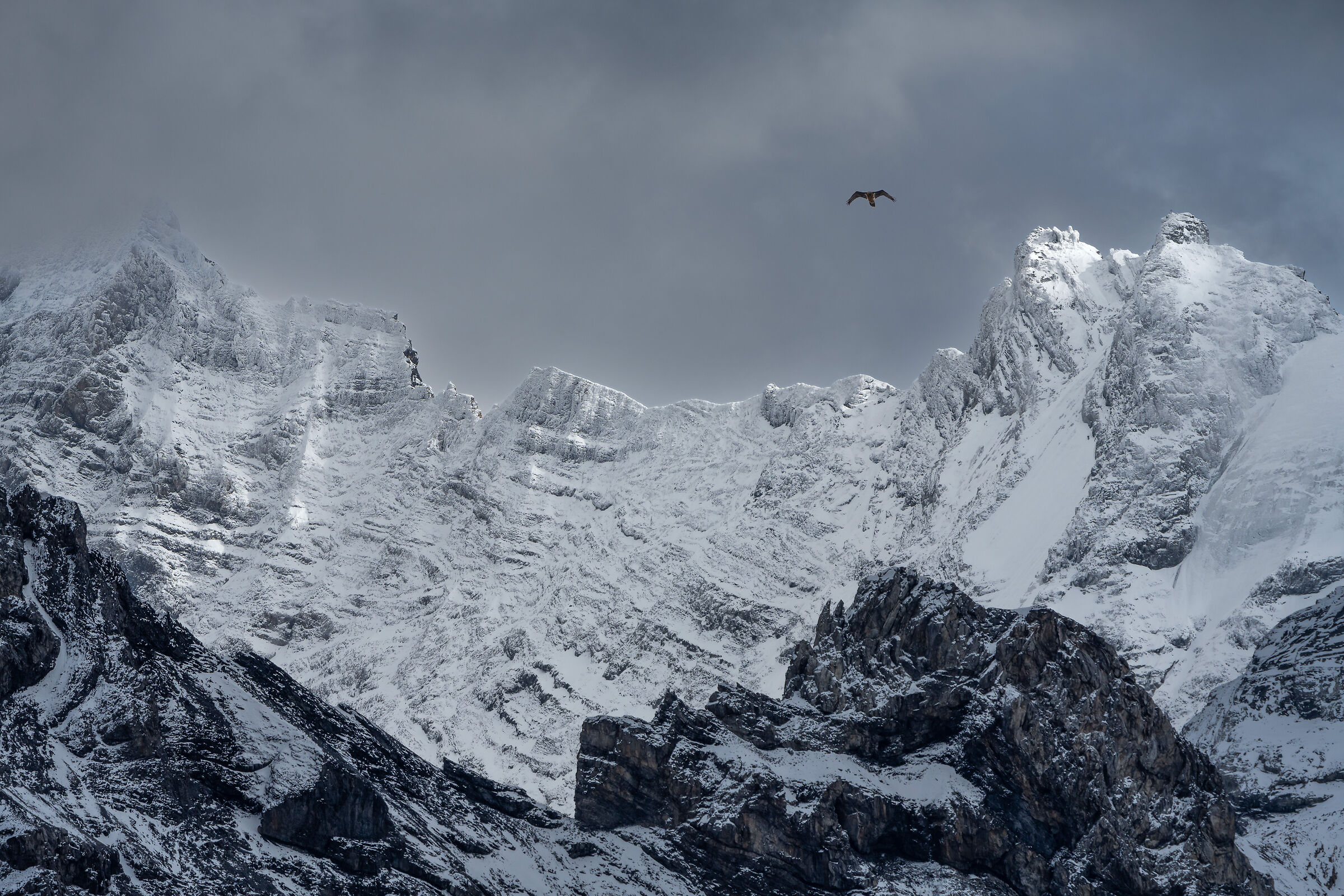 Bearded vulture among stormy peaks