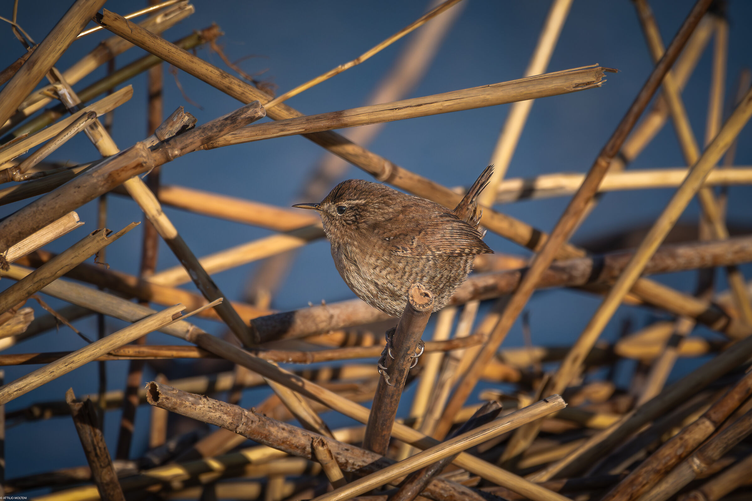 Wren