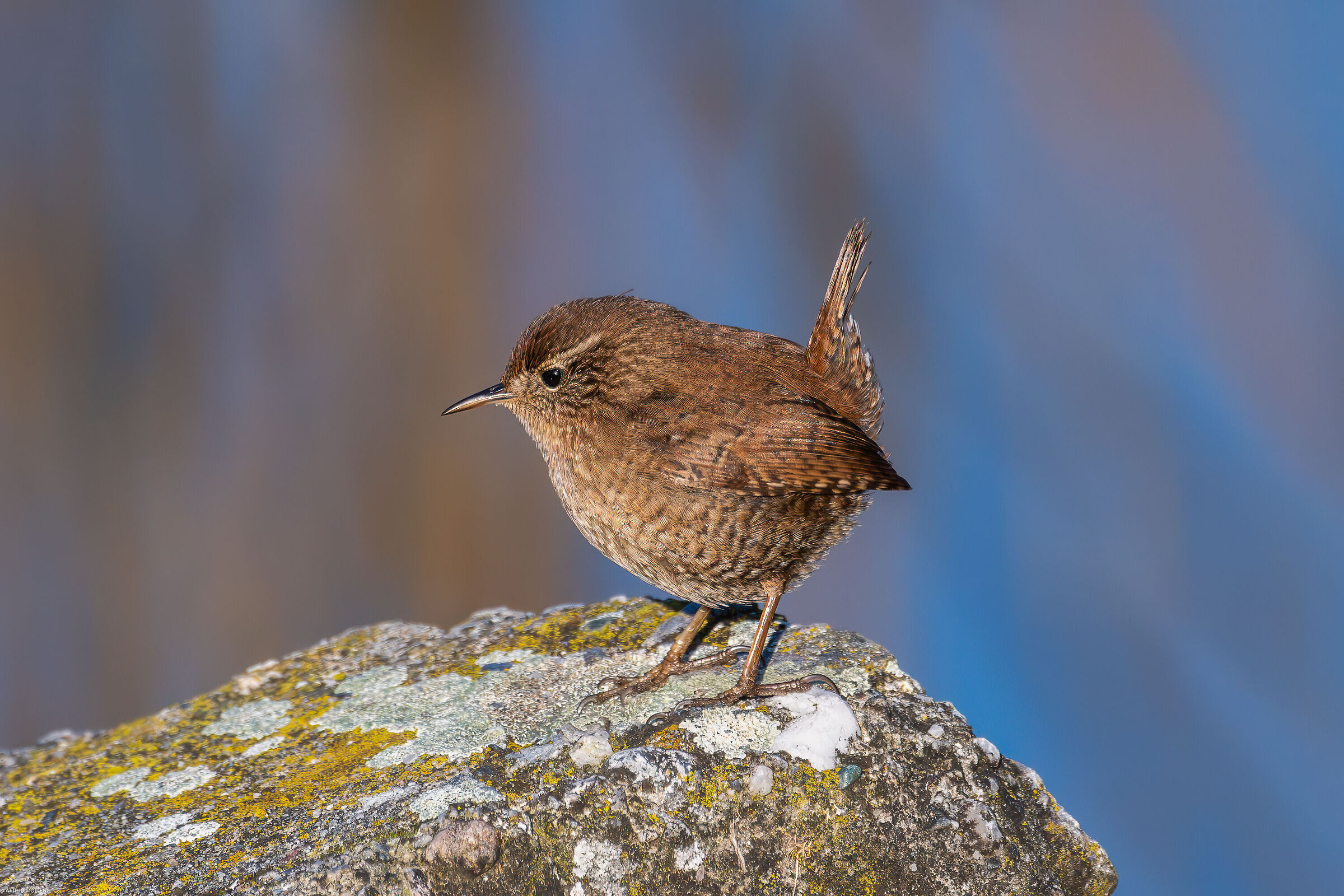 Wren