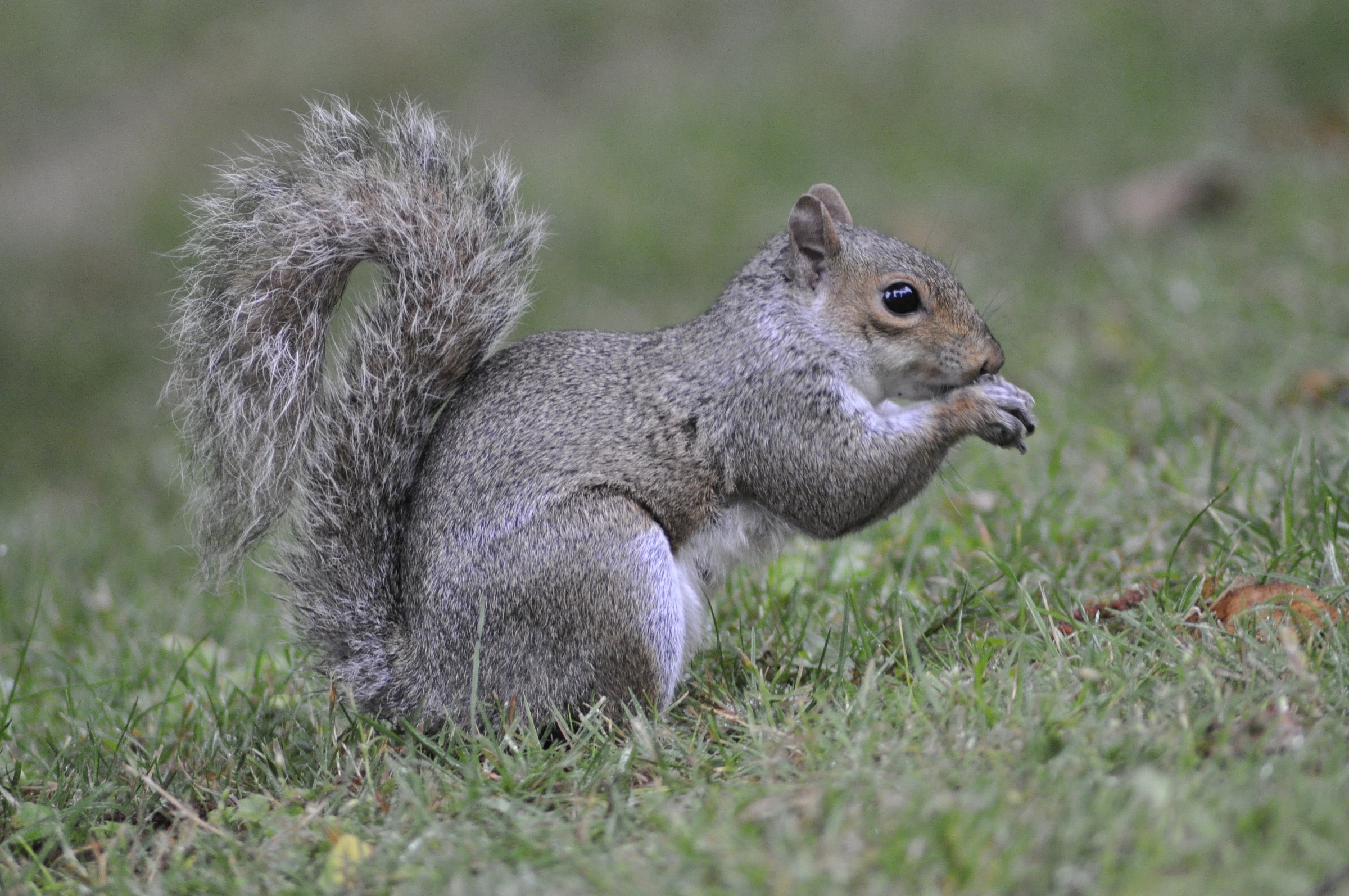 dopo una visita alla tenda ci gustiamo la refurtiva