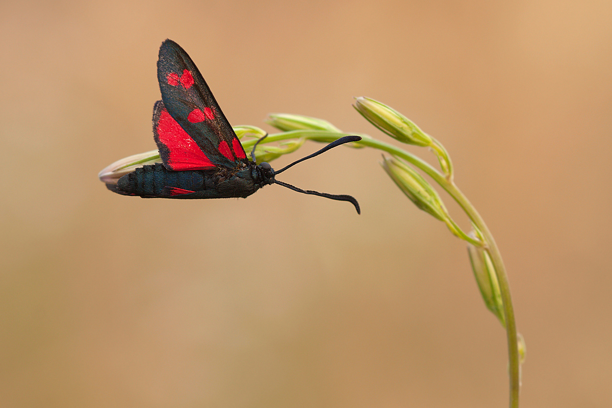 Zygaena filipendulae