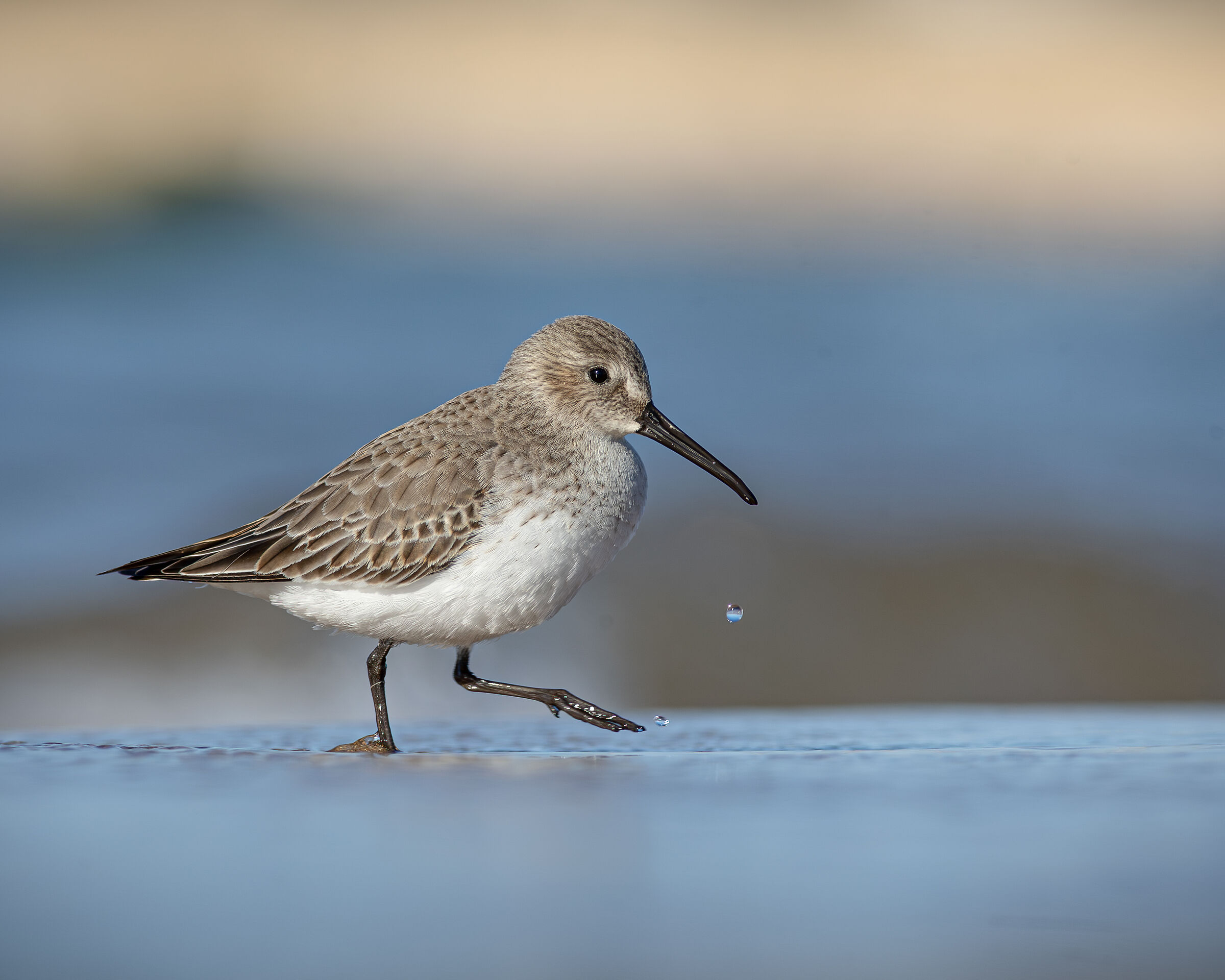Dunlin