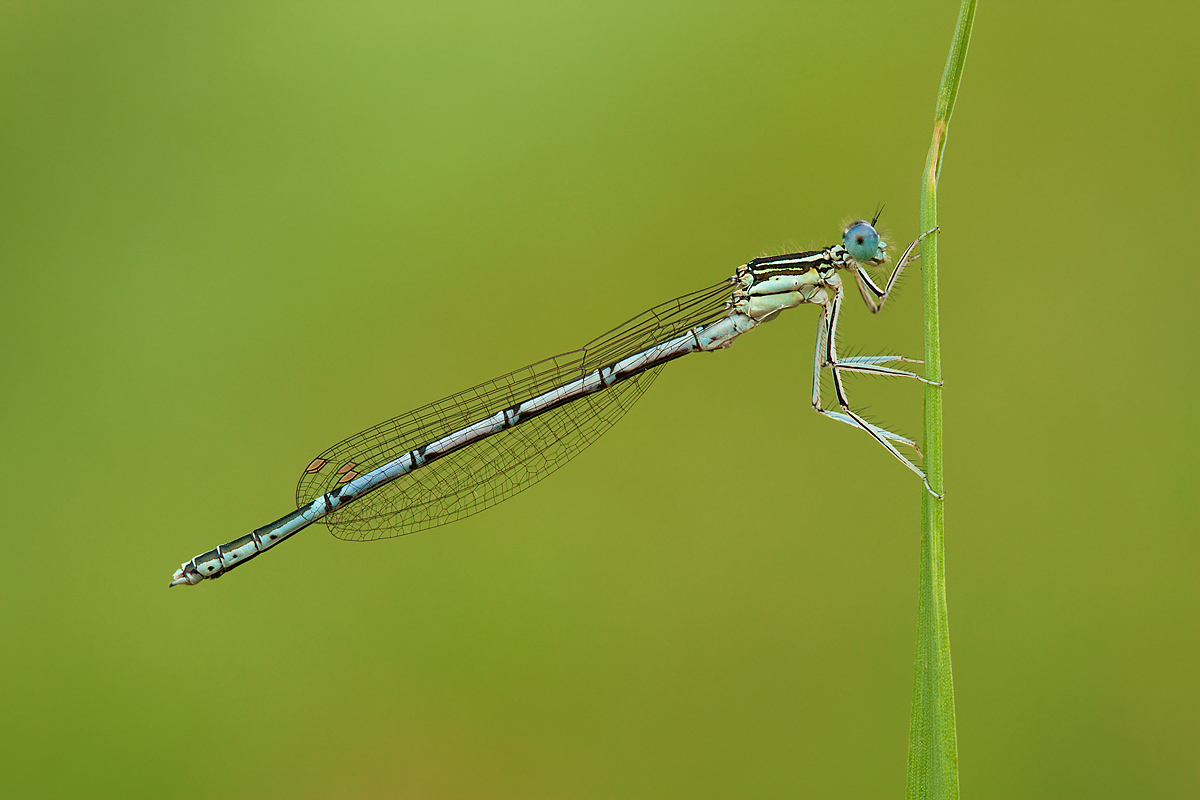 Platycnemis pennipes