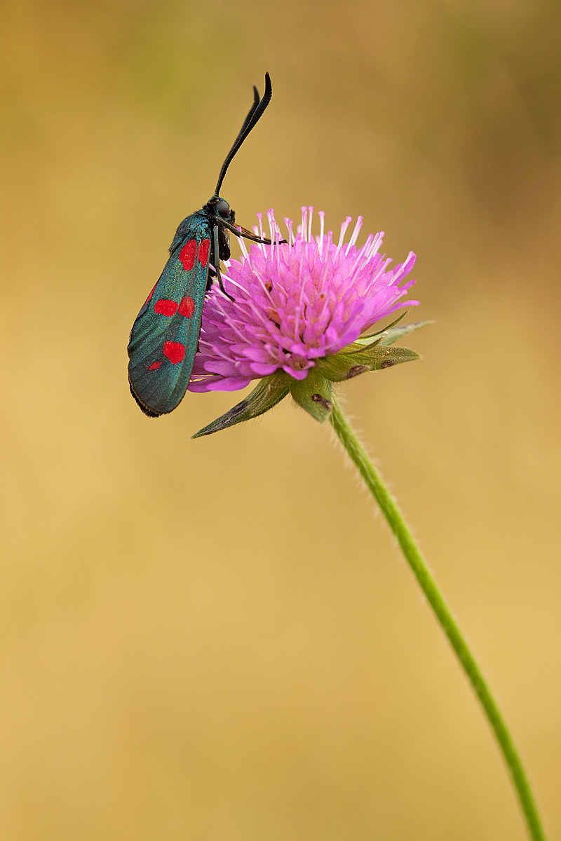Zygaena filipendulae
