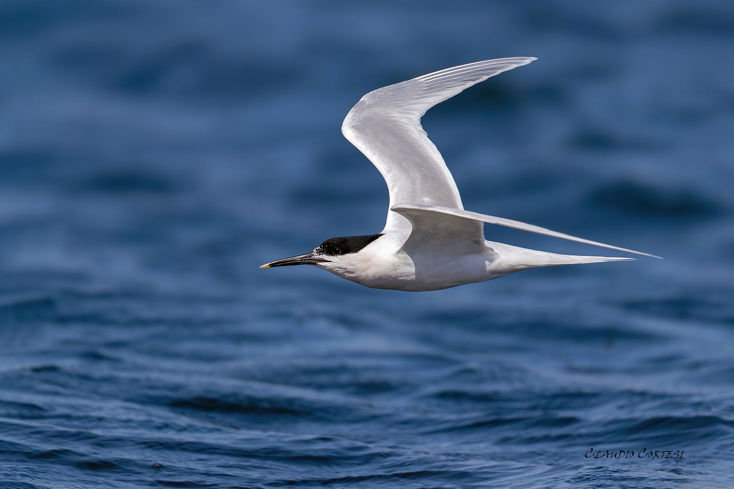 Sandwich tern