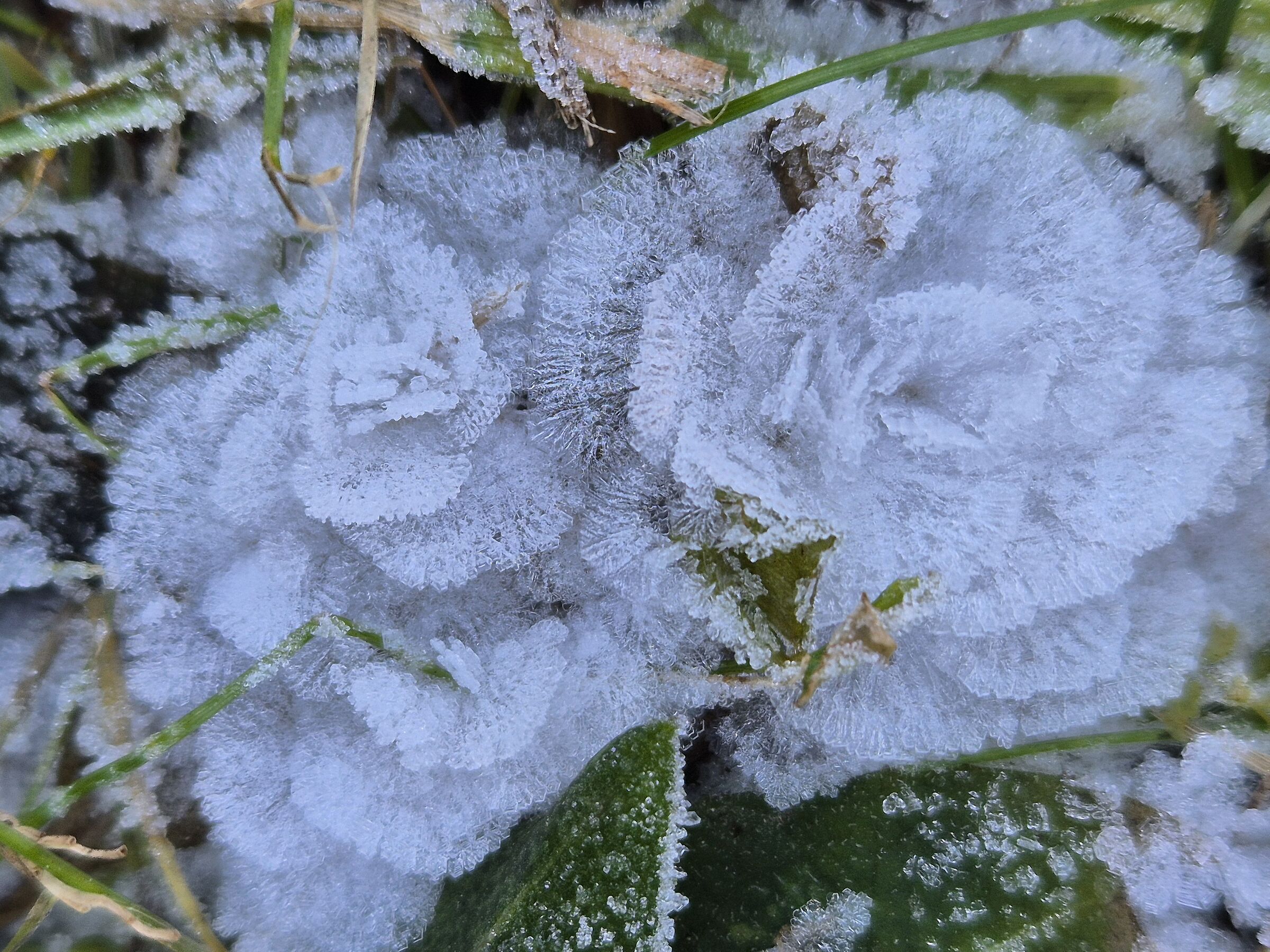 Ice Flowers