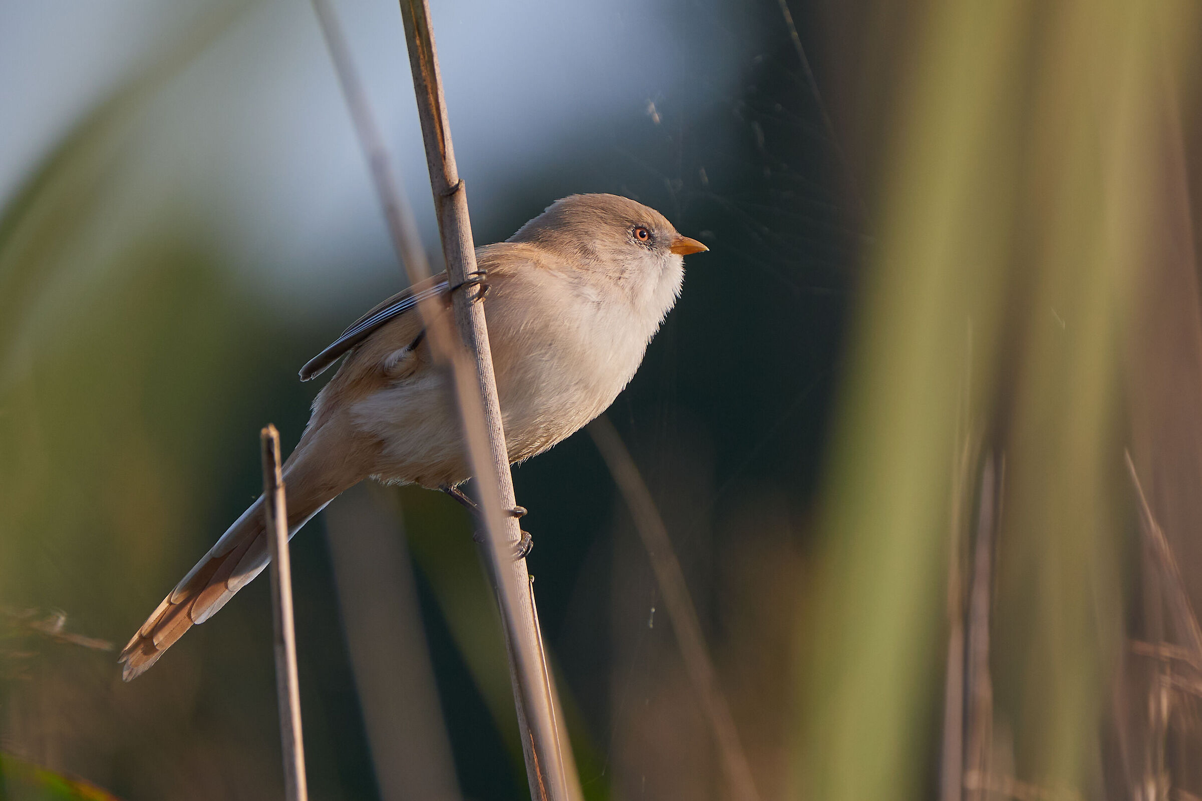 Bearded Tit