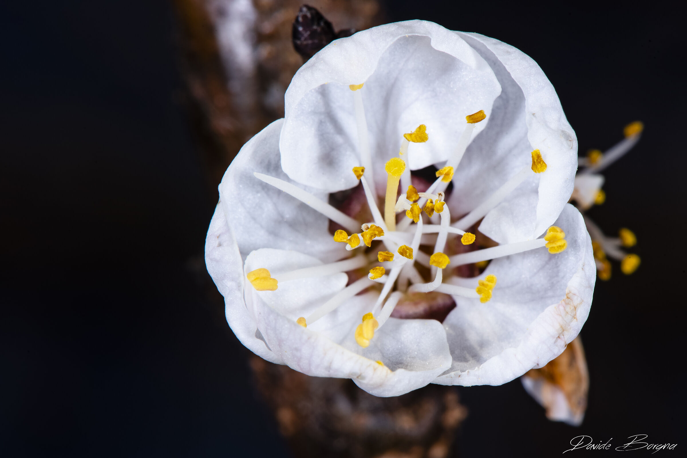 Fiore albicocco