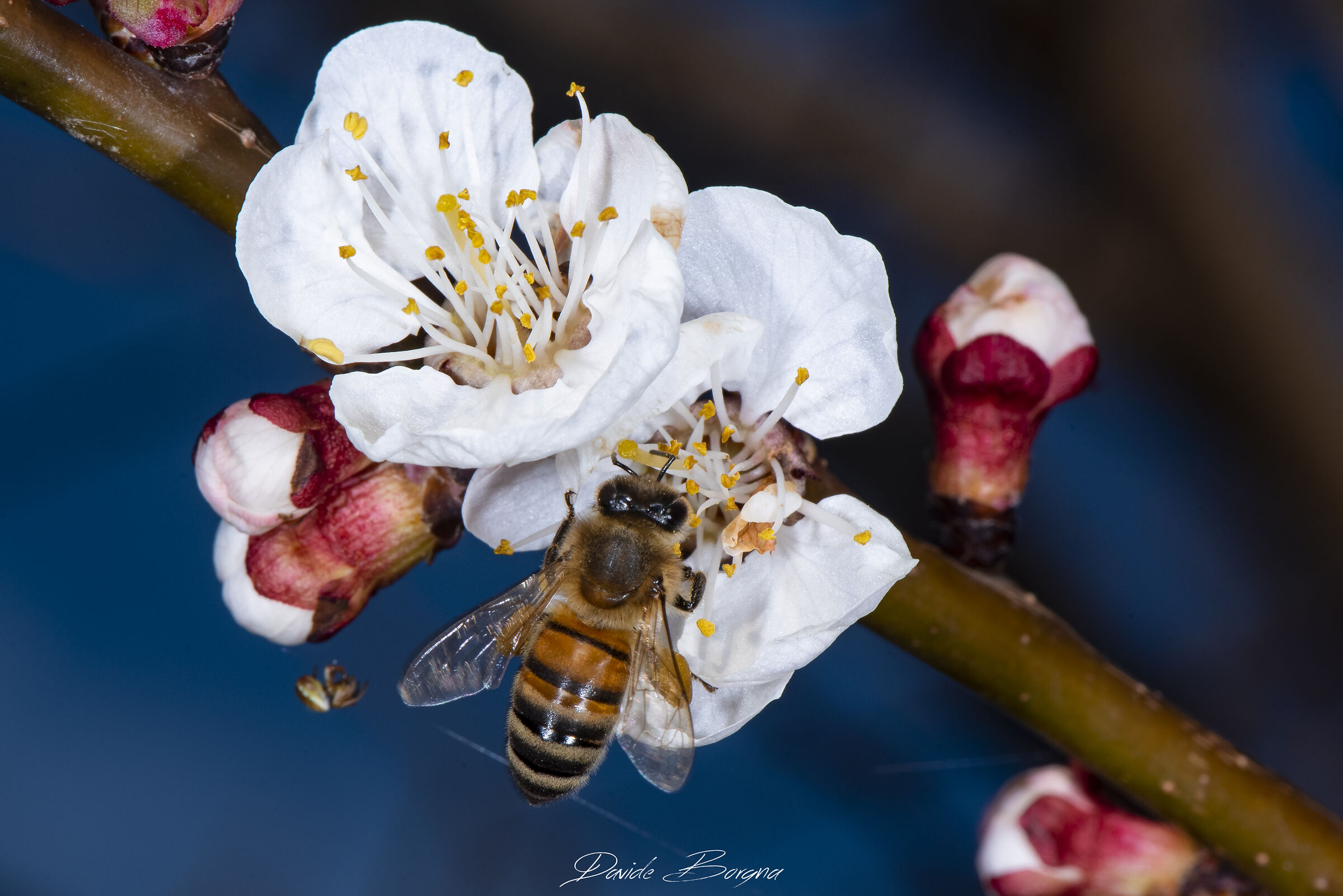 Ape sul fiore di albicocco
