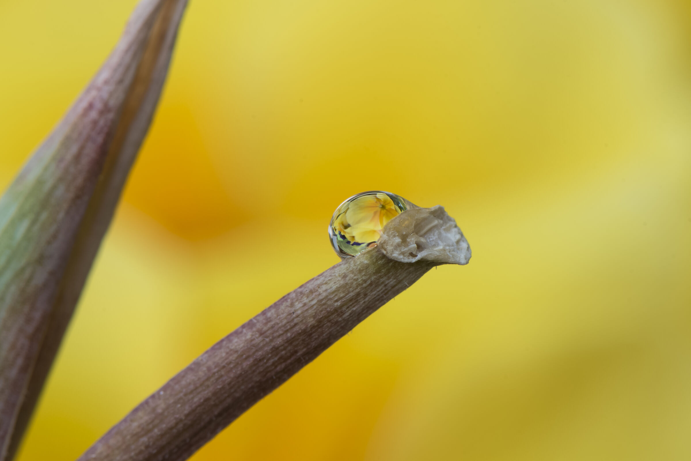 Primula rilessa su goccia di acqua