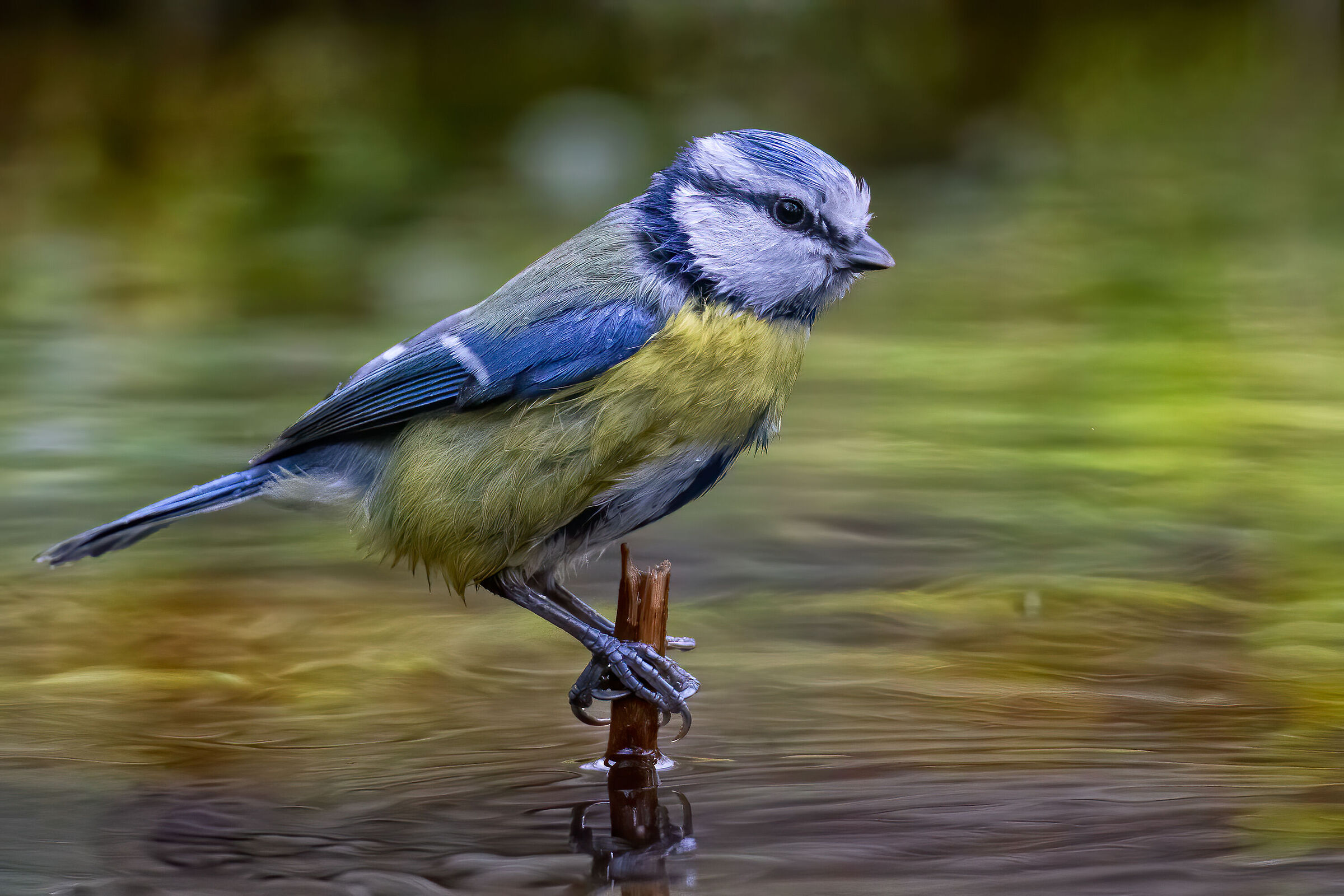 Blue