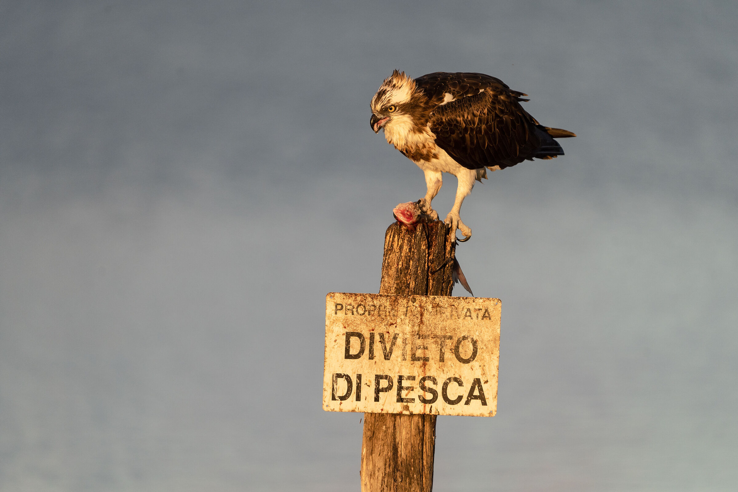 The Osprey (Pandion haliaetus) - Sardinia 2025