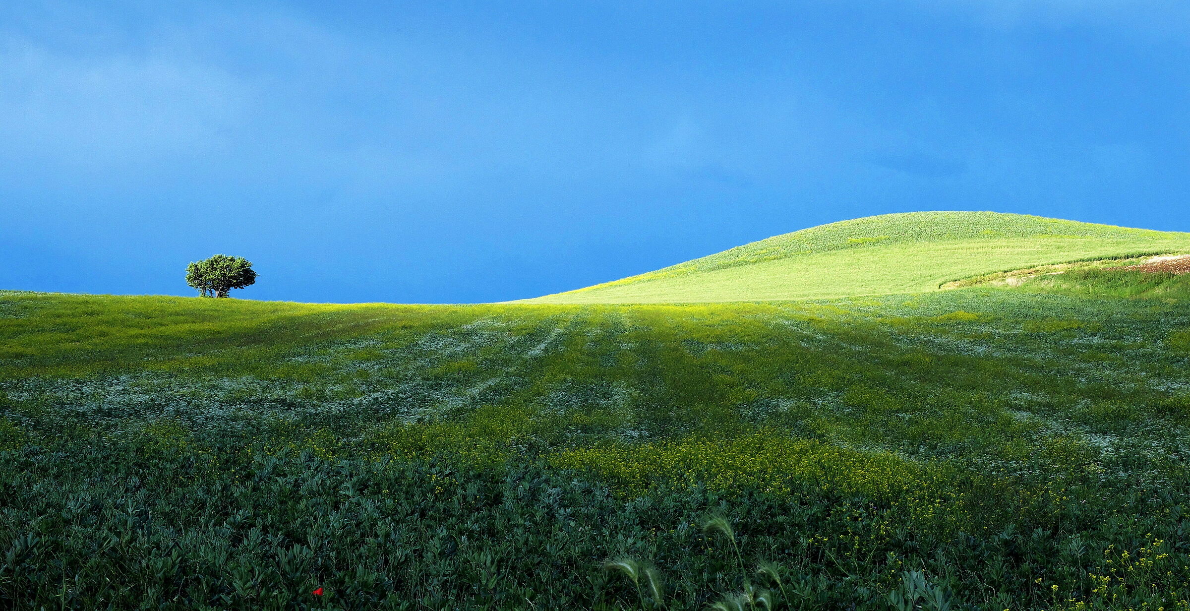 Landscape