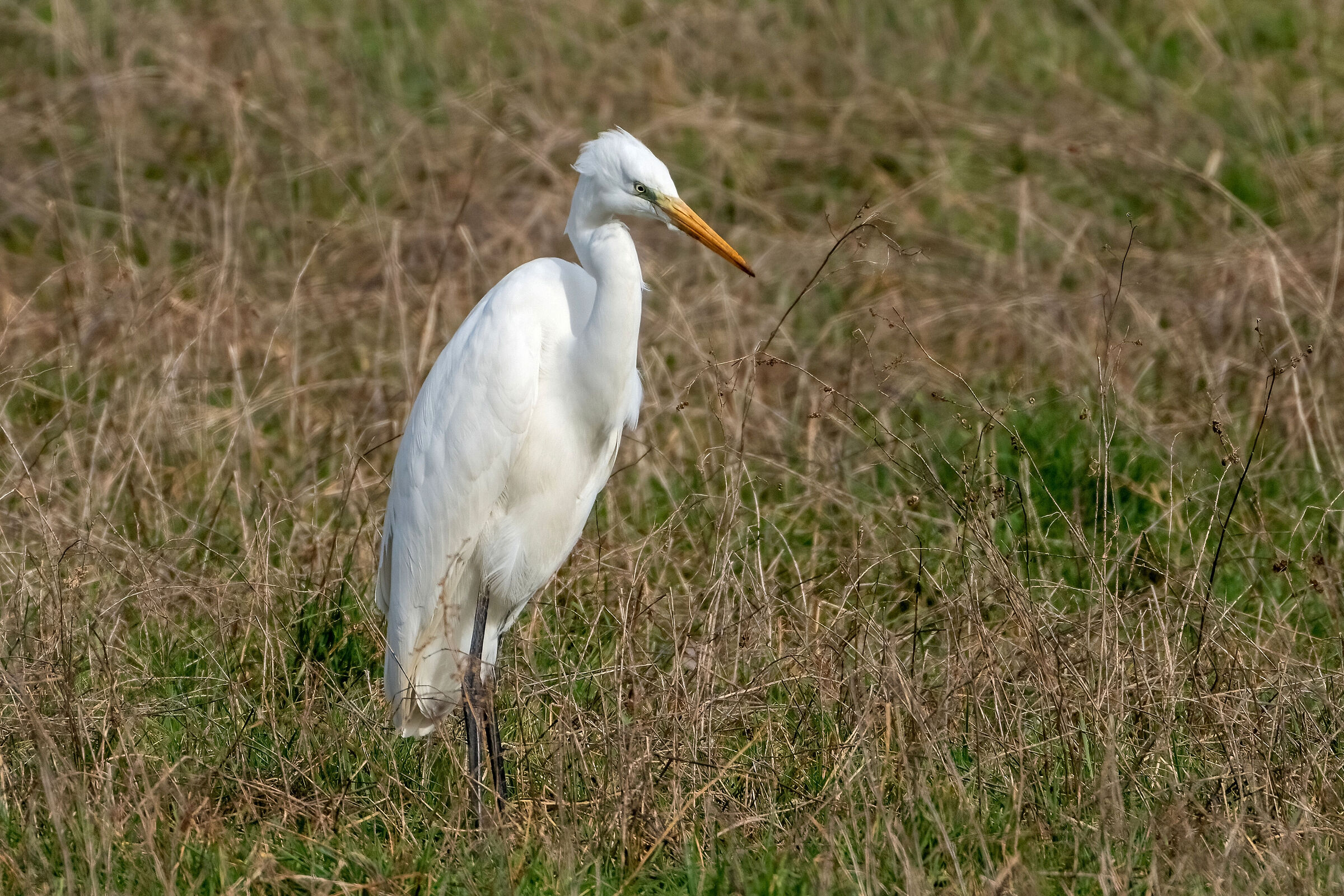 Great Egret (Casmerodius albus)