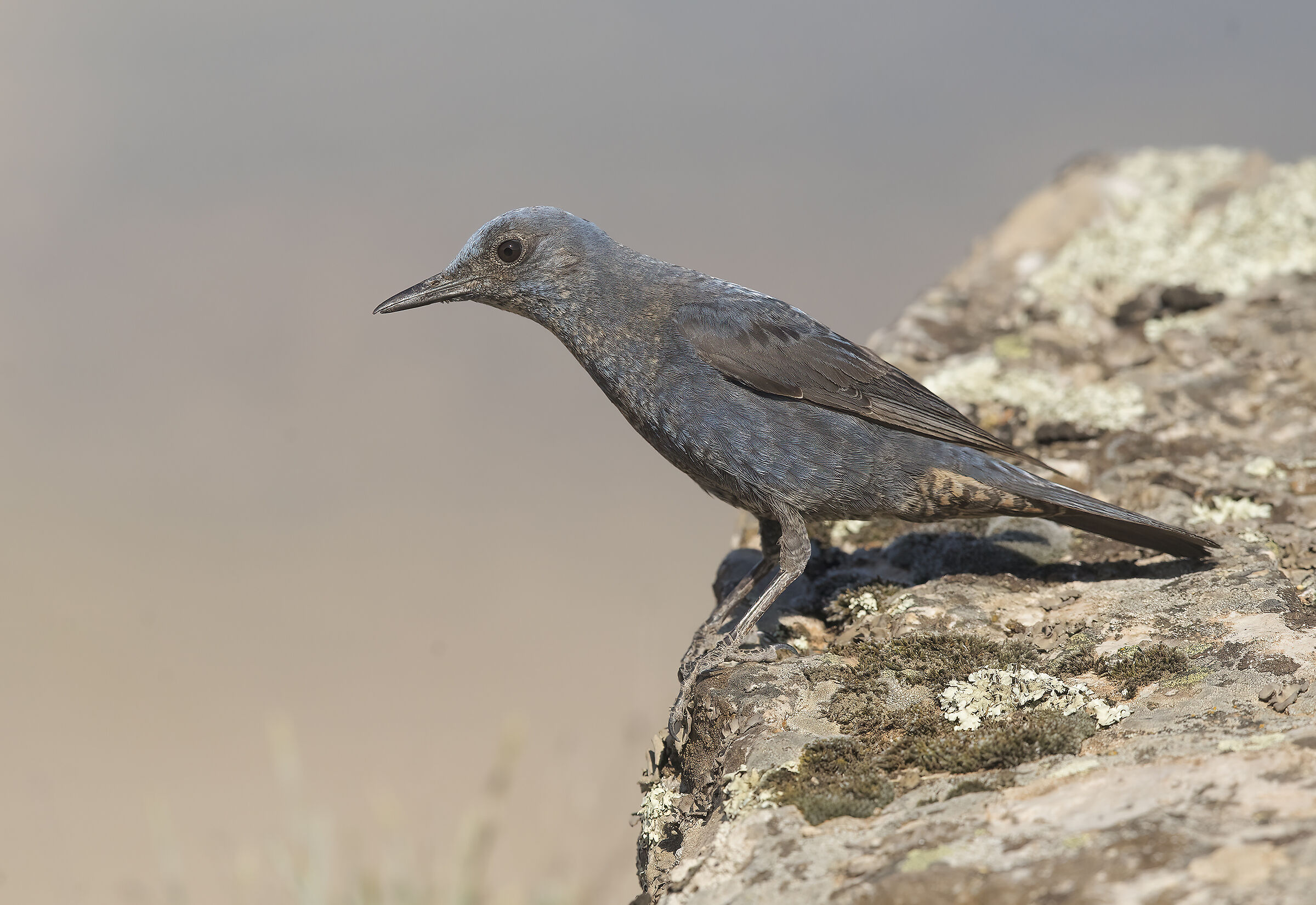 passero solitario giovane (monticola solitarius)
