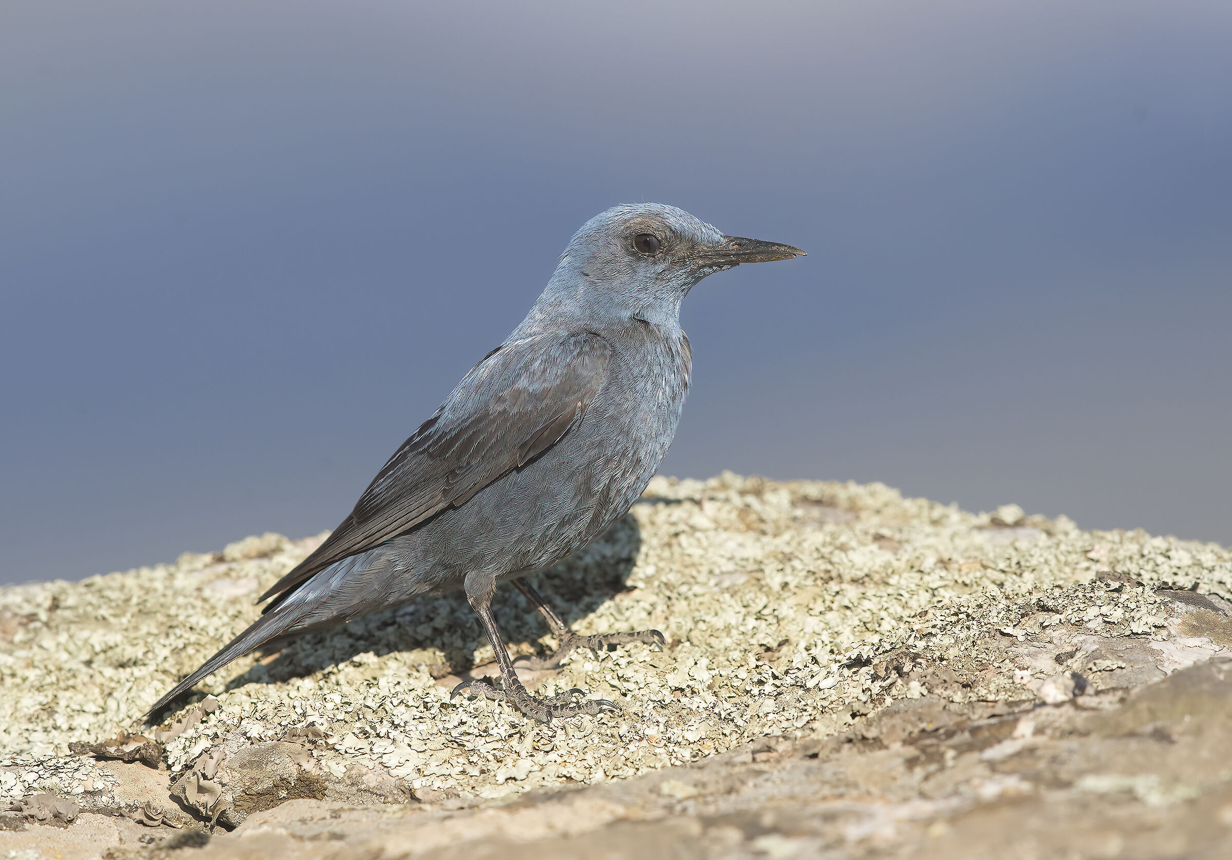 passero solitario  (monticola solitarius)