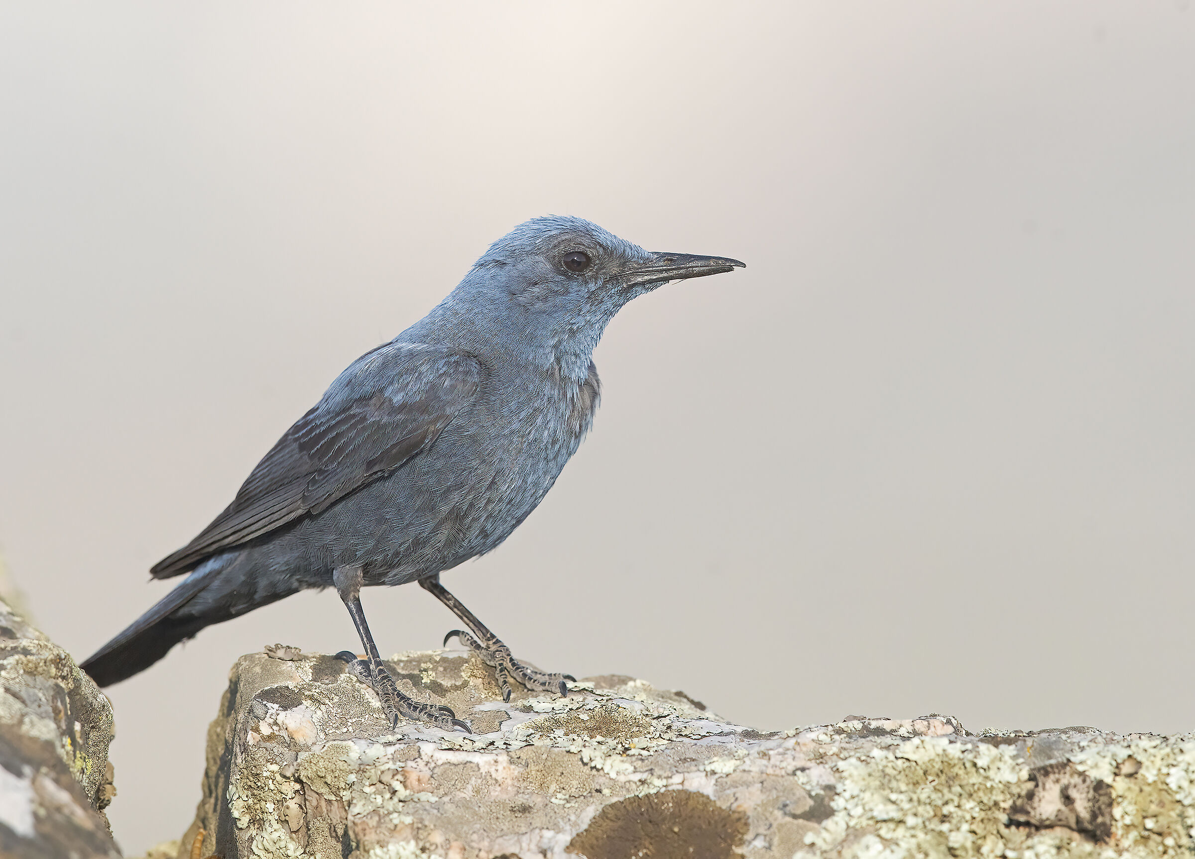 Solitary sparrow (Monticola solitarius)