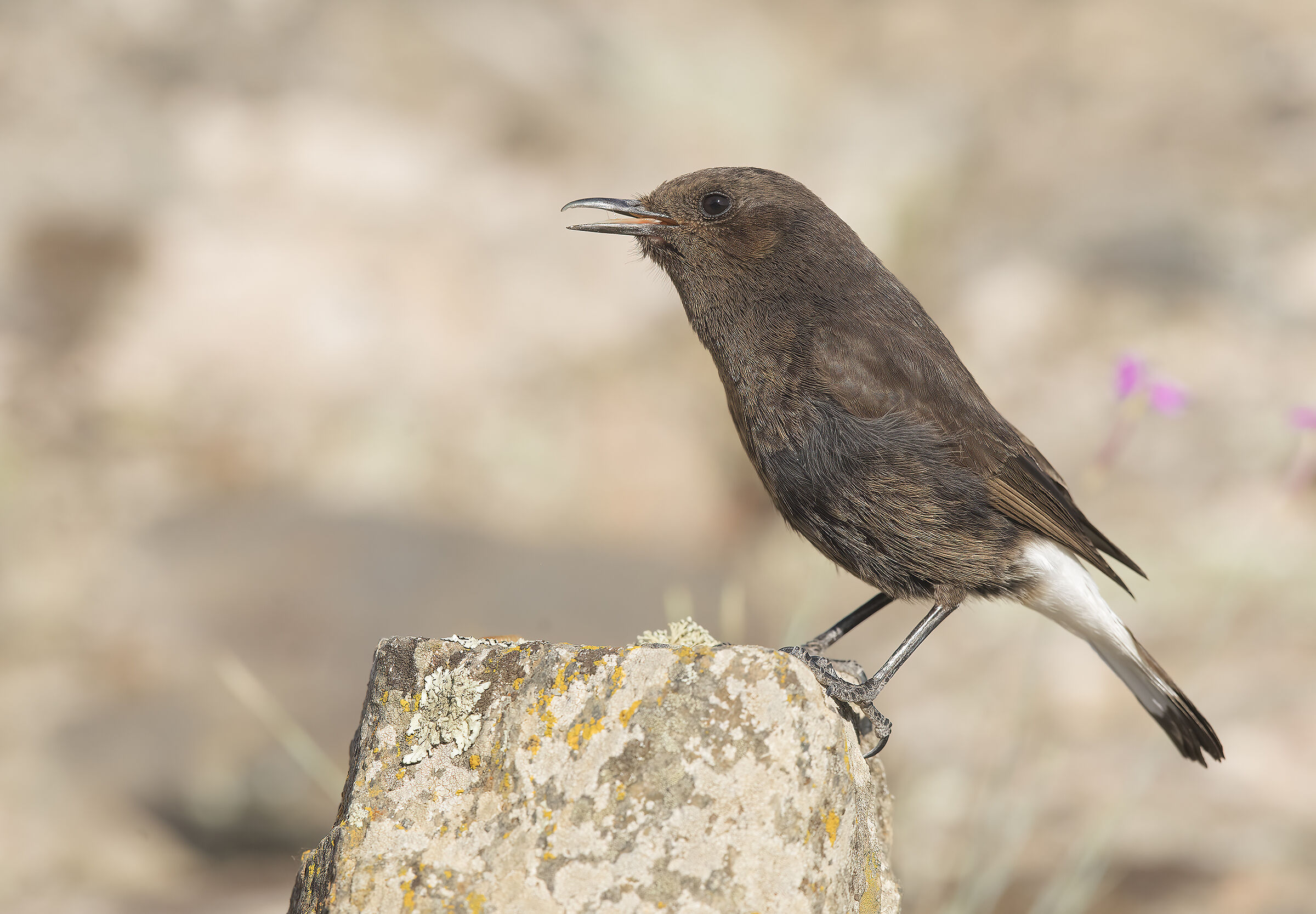 monachella nera (oenanthe leucura)
