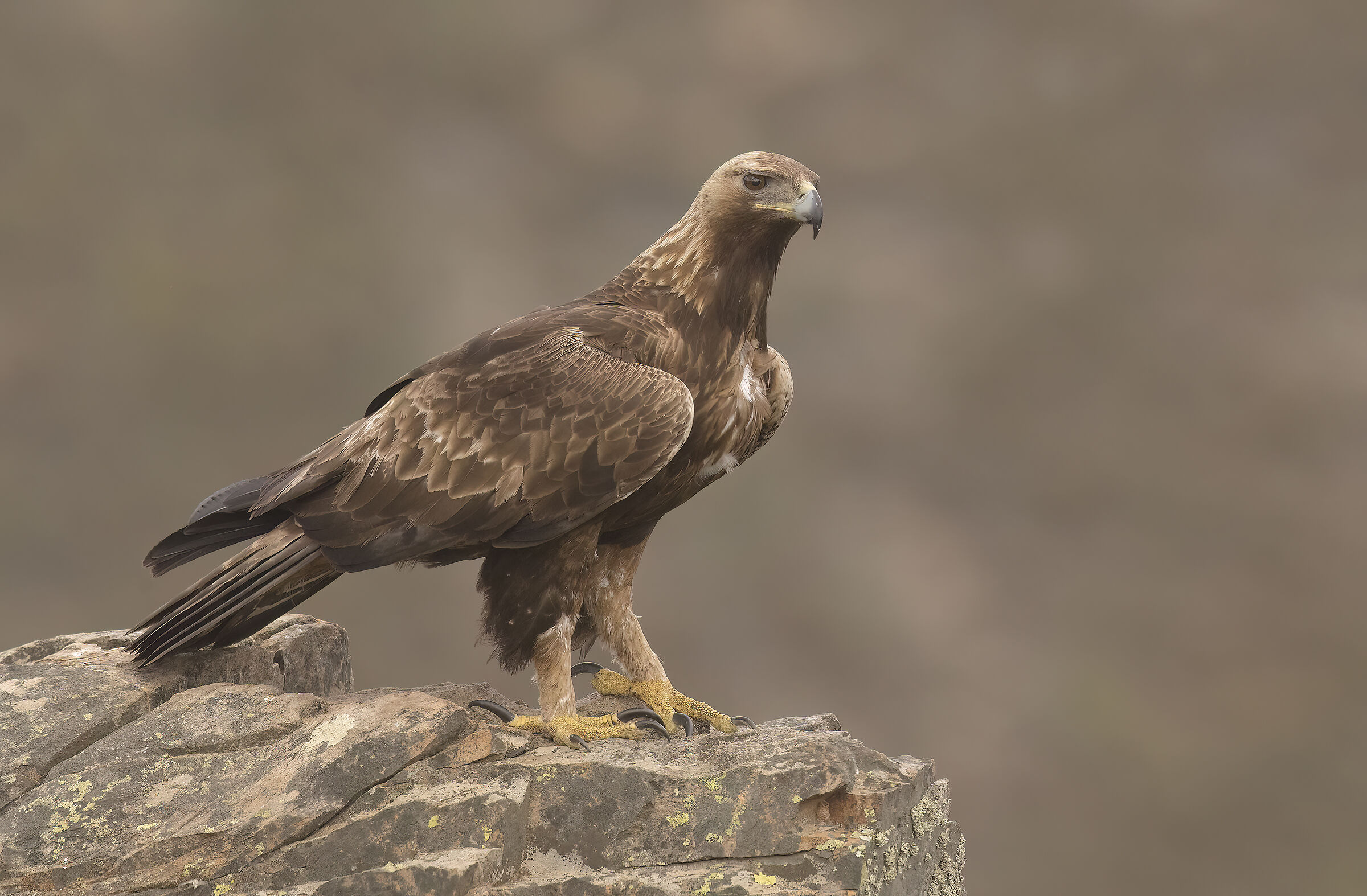 aquila reale(aquila chrysaetos)