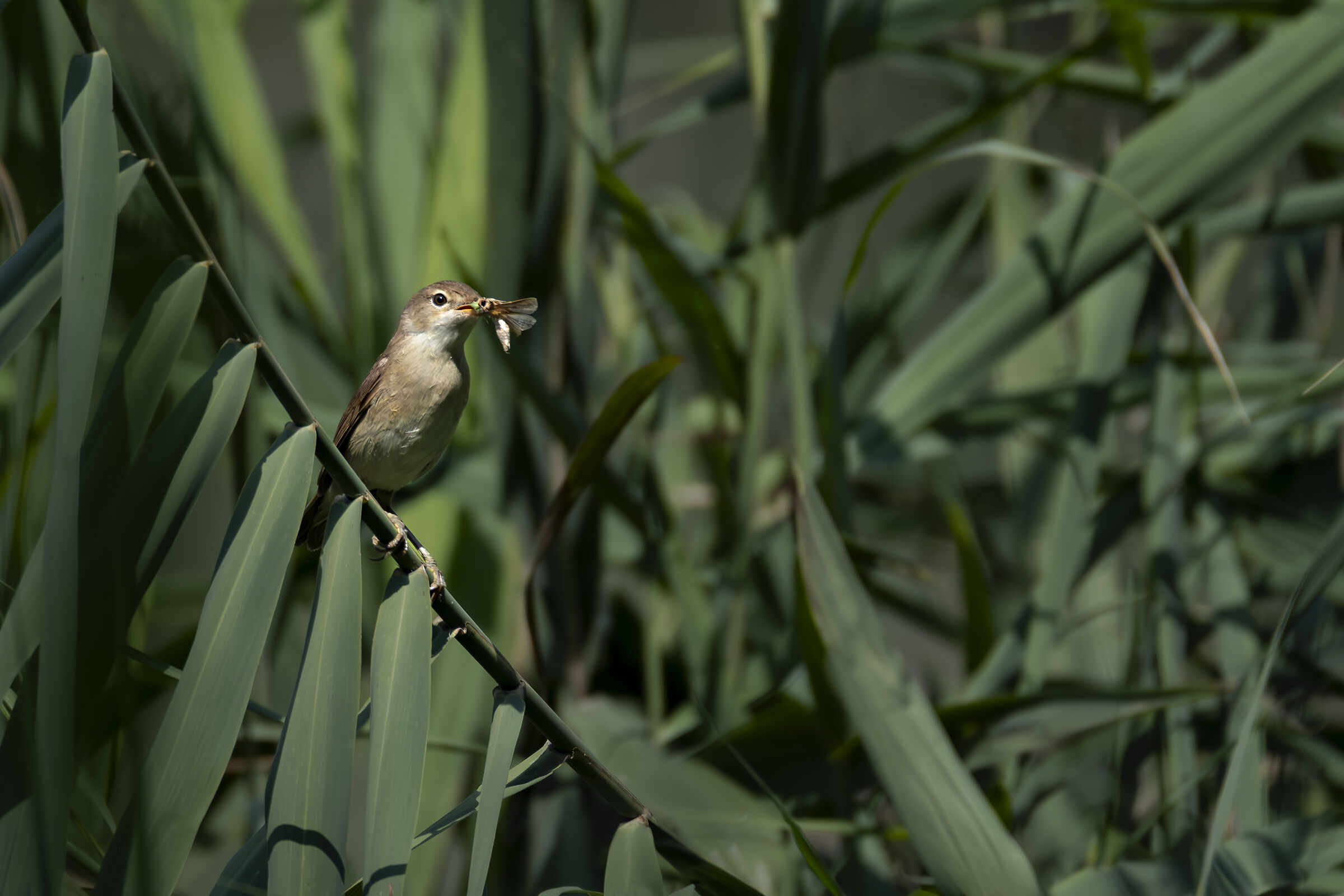 Reed Warbler