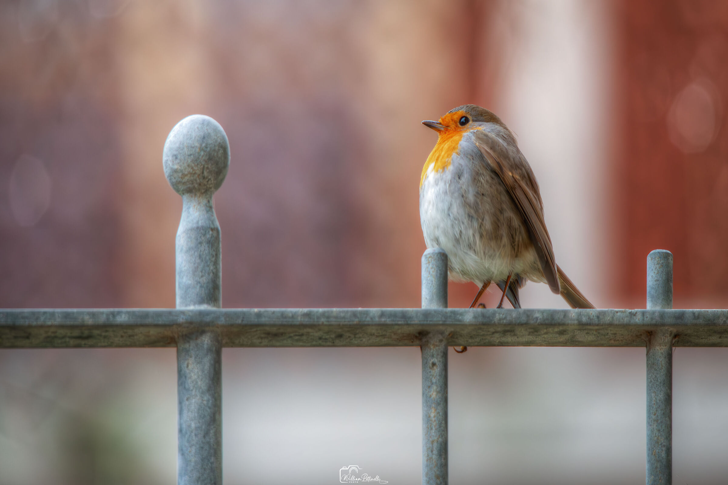 Robin