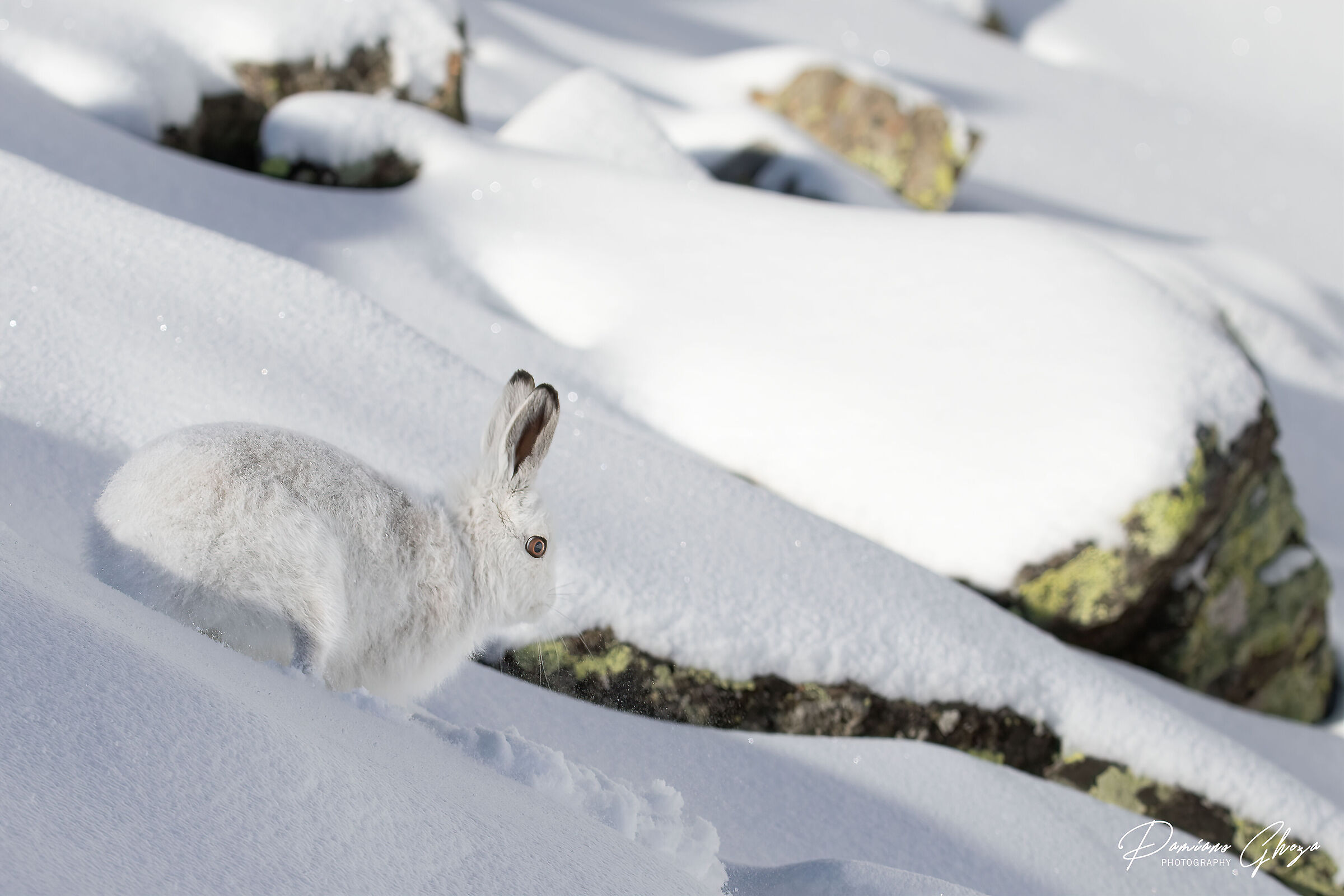 Variable hare