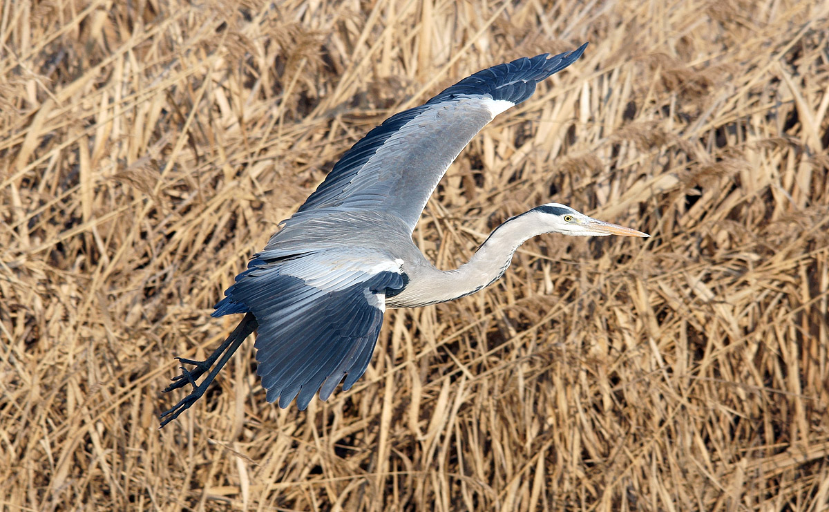 Heron taking off