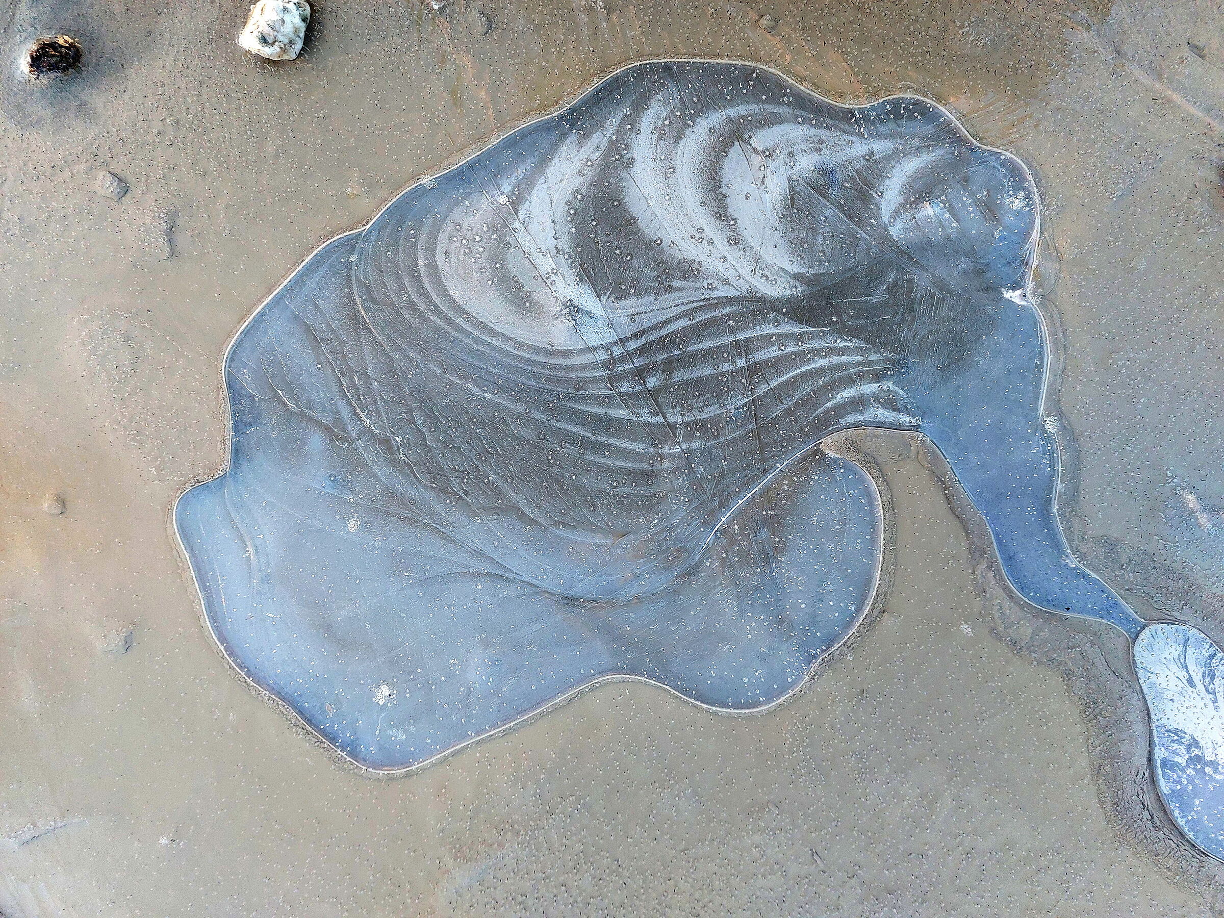 l'elefante di ghiaccio