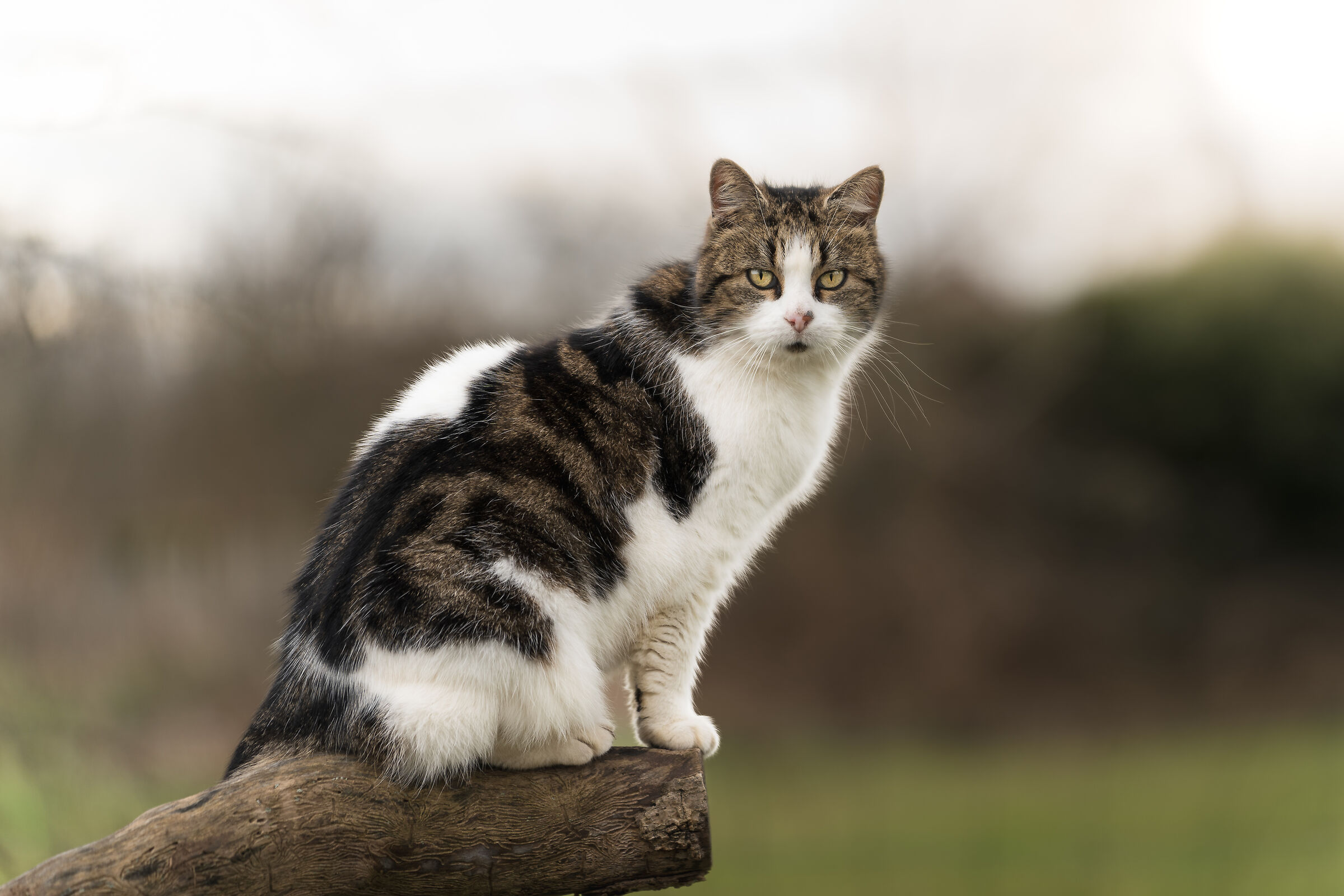 Tribute to Princesse