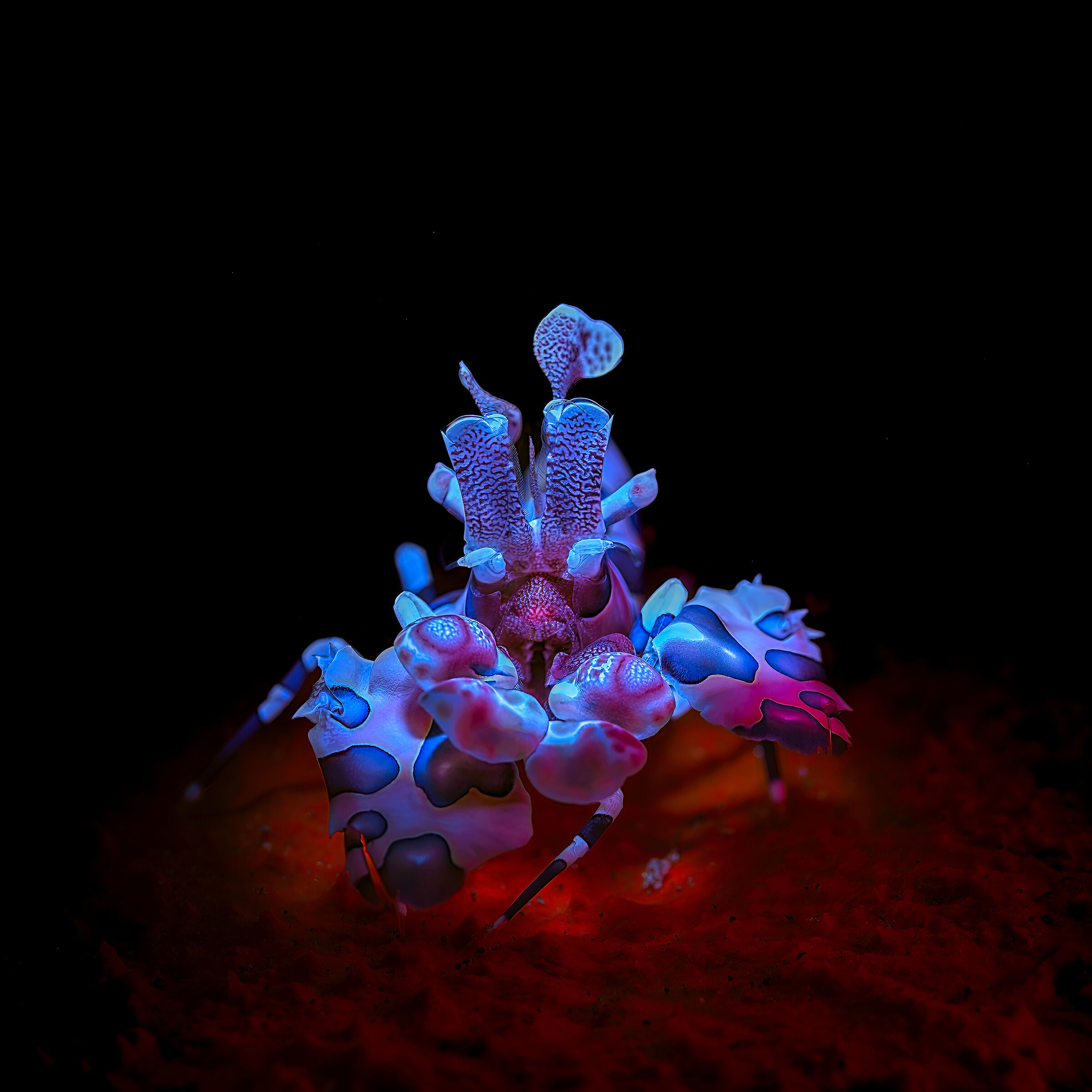 arlequin shrimp Hymenocera picta Bali, Tulameben