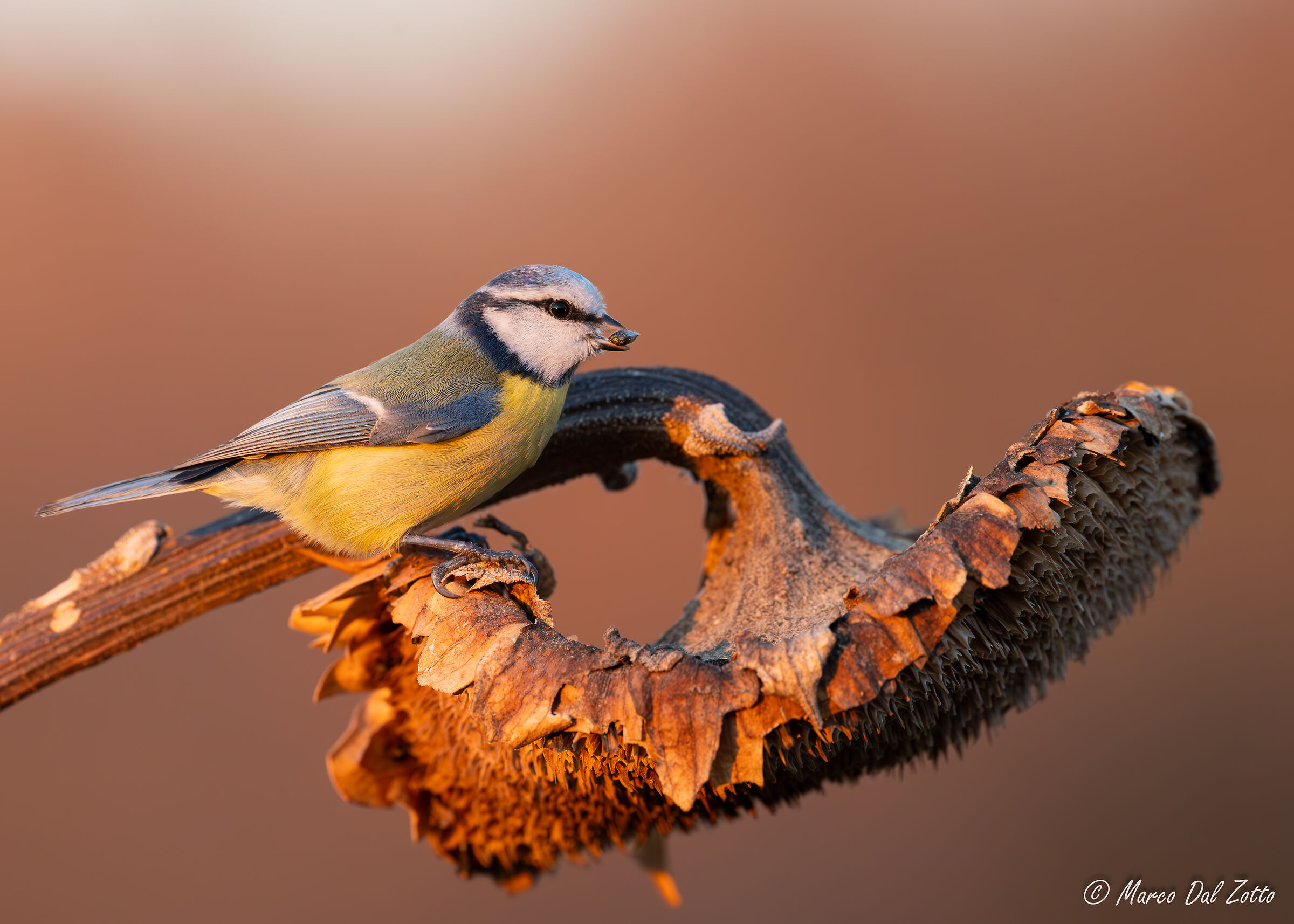 La cena della cinciarella