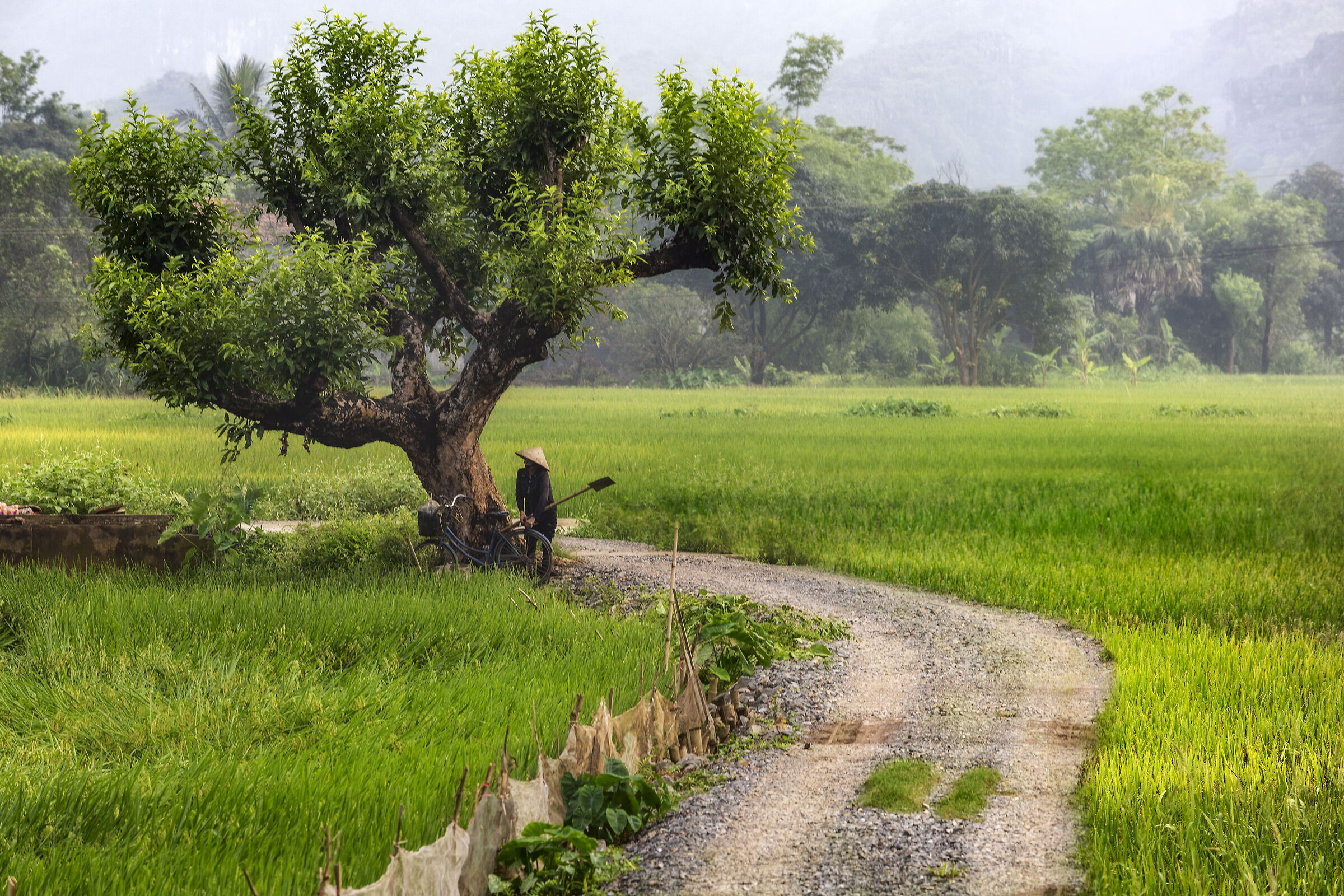 Nei campi del Vietnam