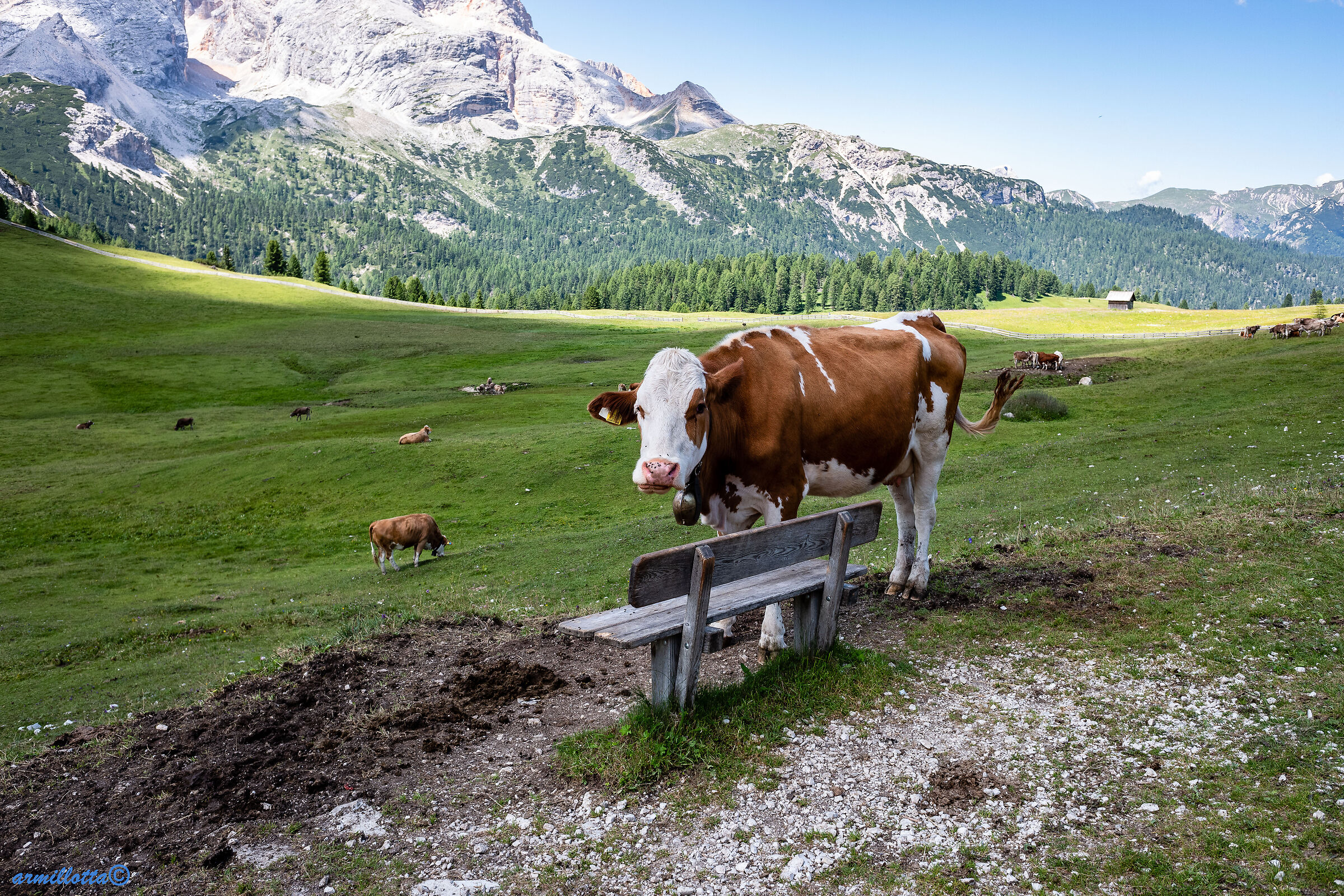 scusi è occupata la panchina