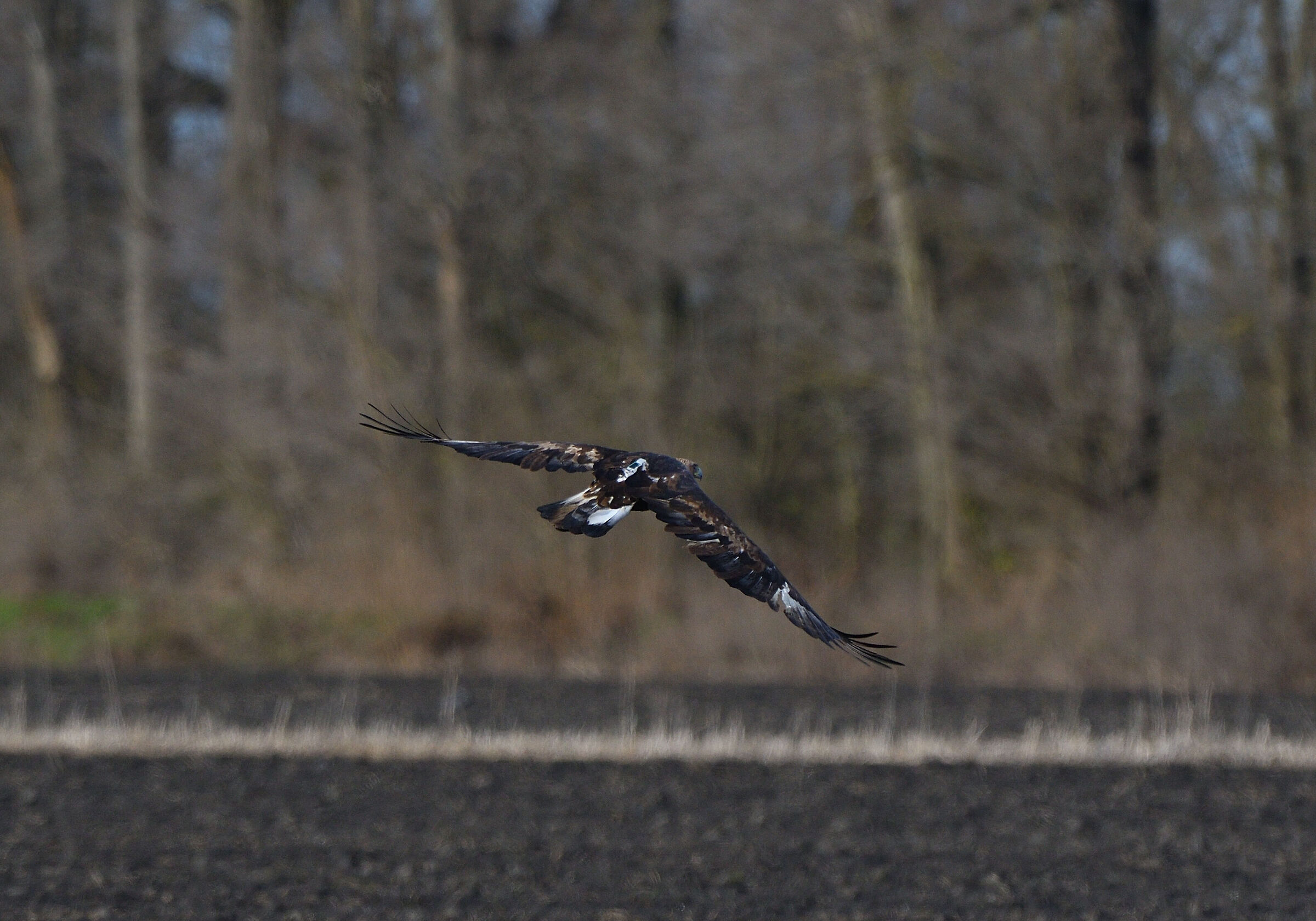 aquila reale in pianura...