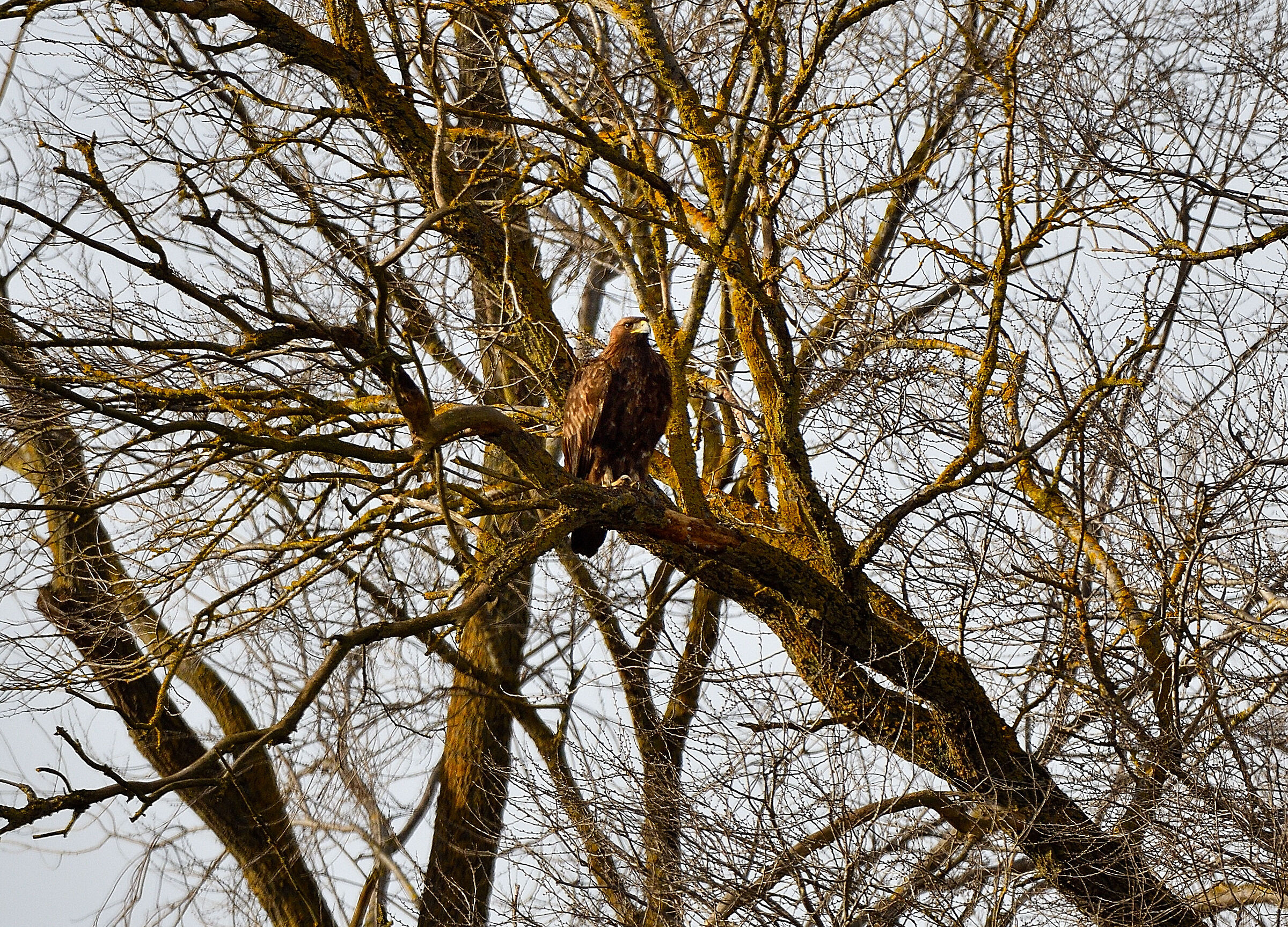 aquila reale come una poiana...
