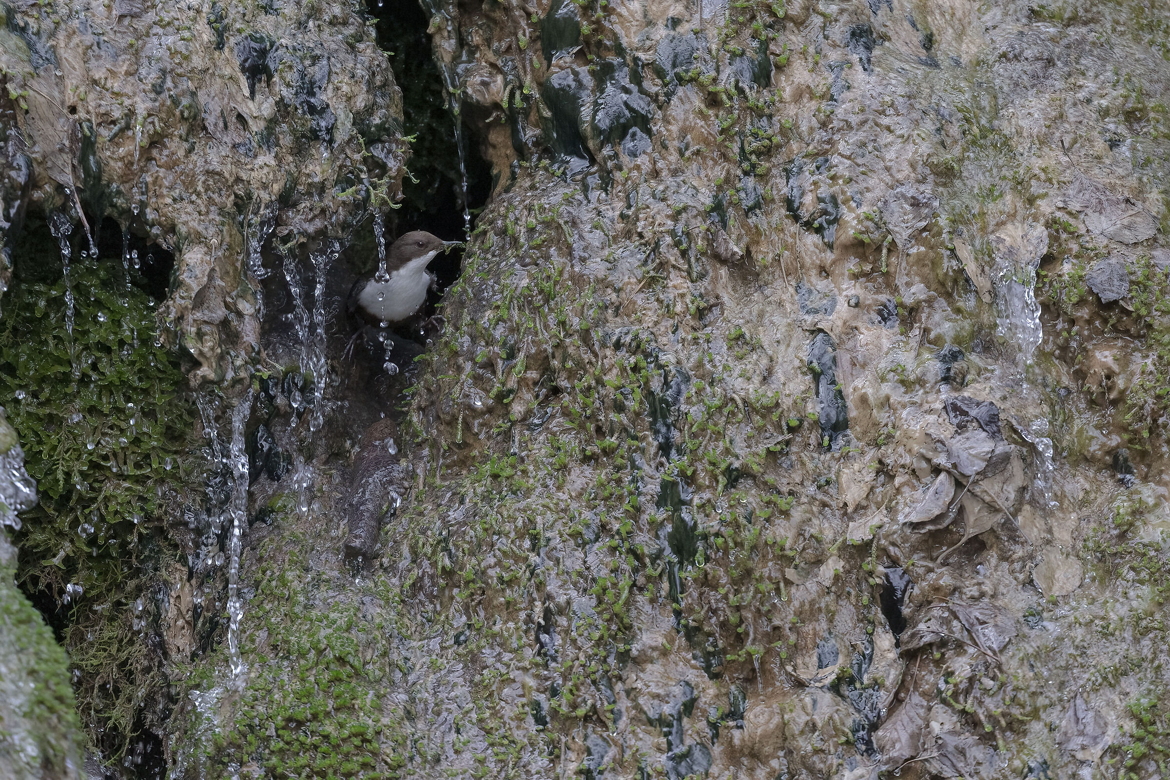 White-throated dipper