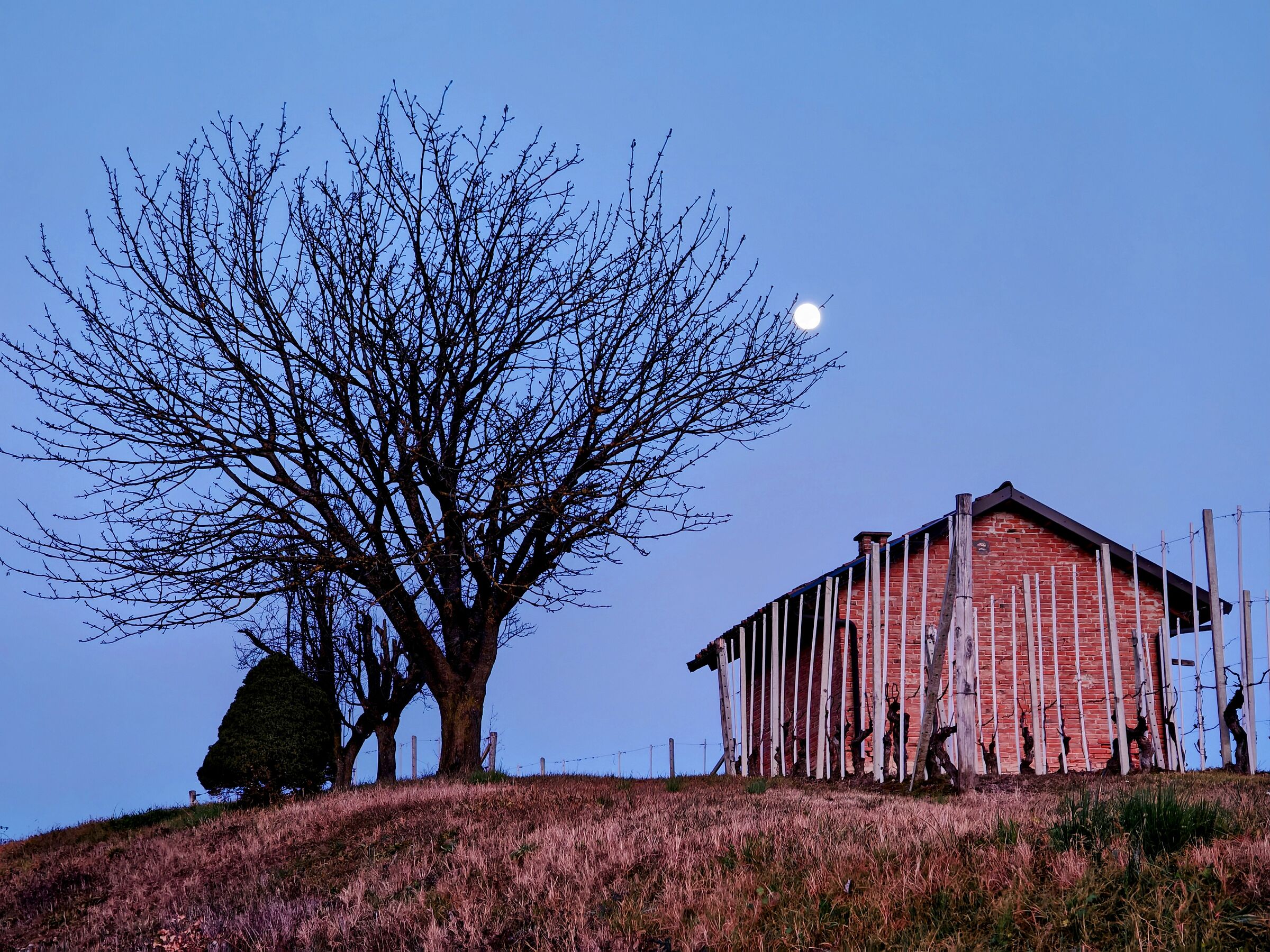 The moon said to the tree...