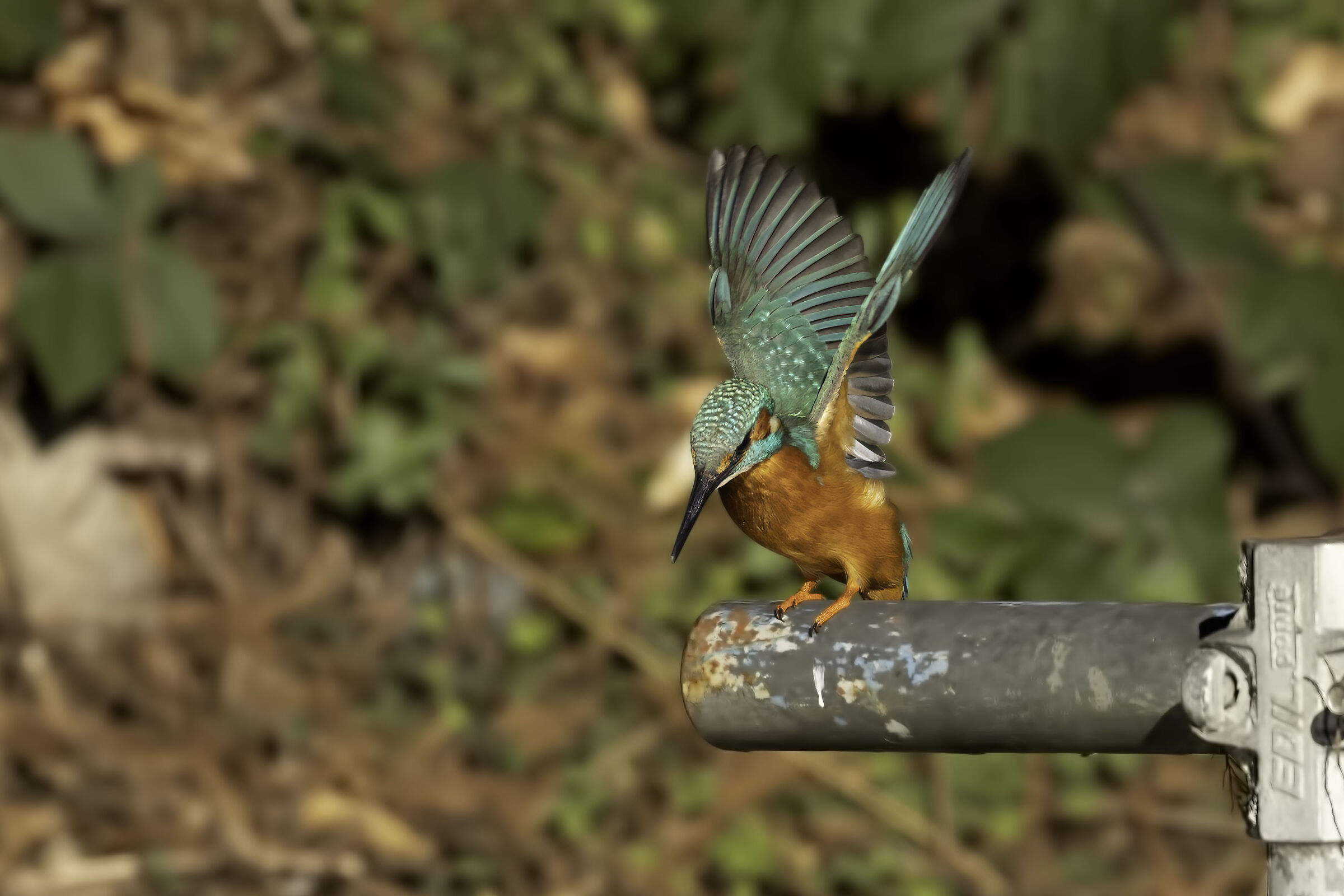 Kingfisher