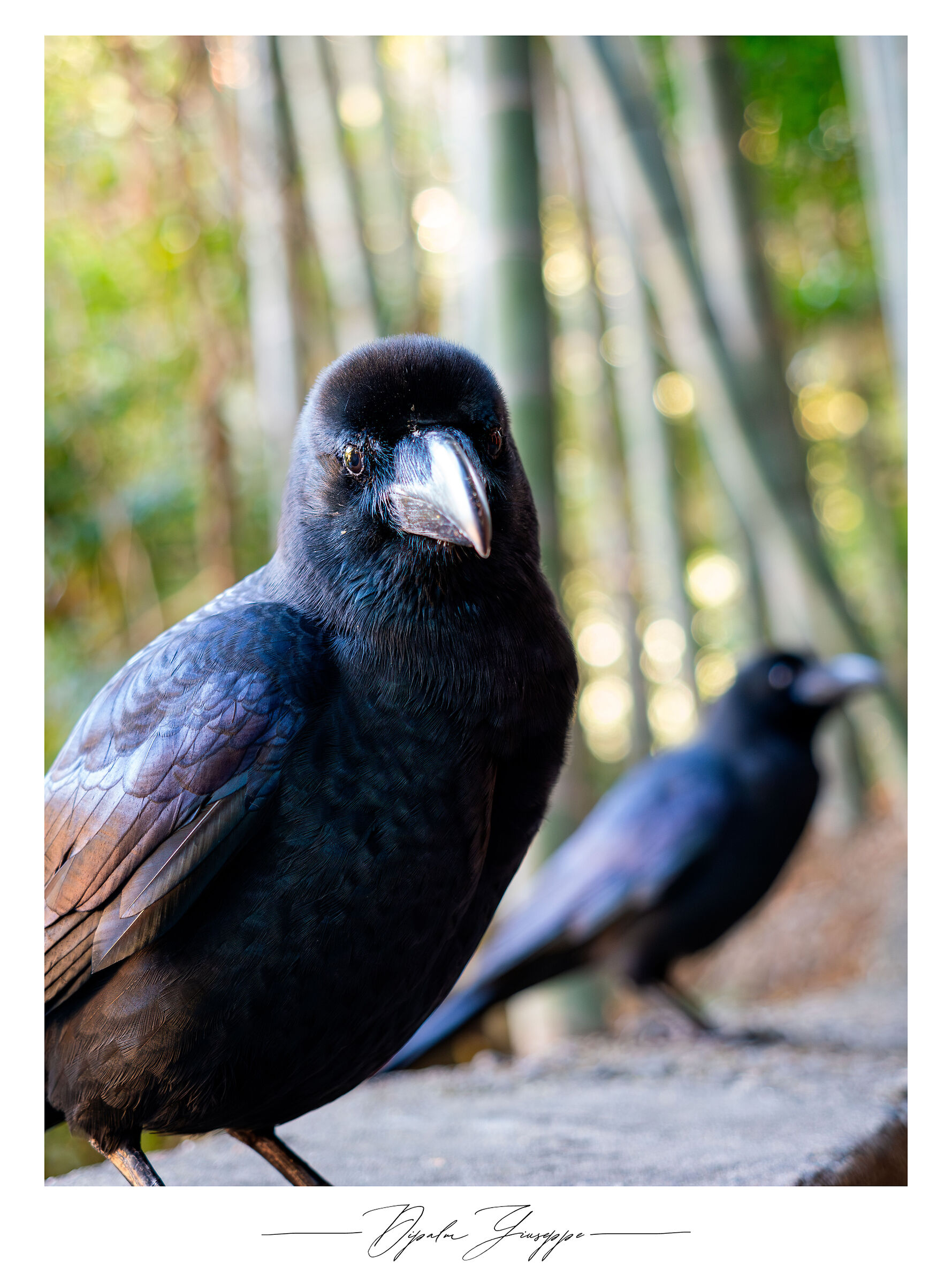 Corvus corone (Fushimi Inari)