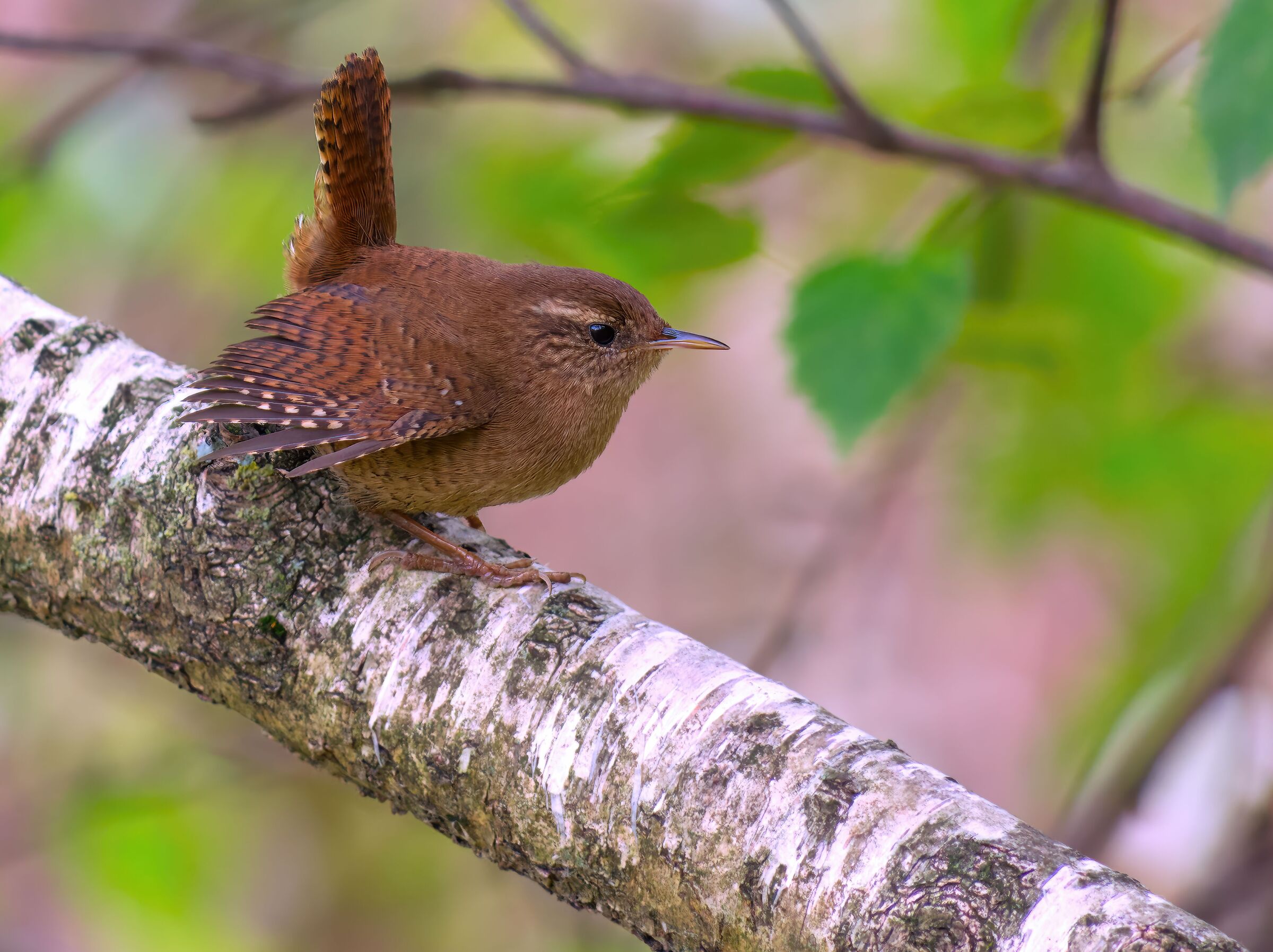 wren