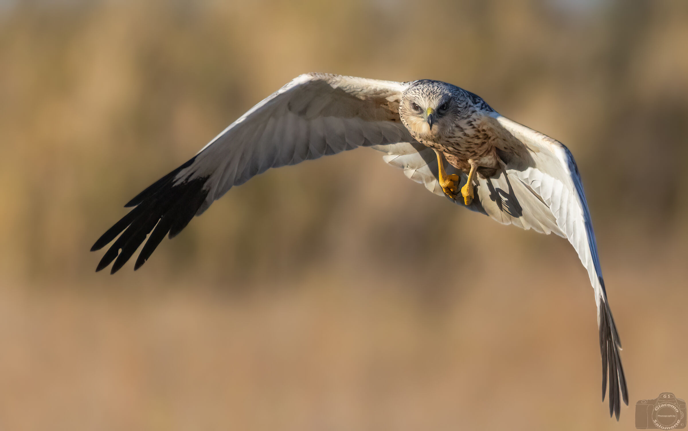Marsh Harrier (m)