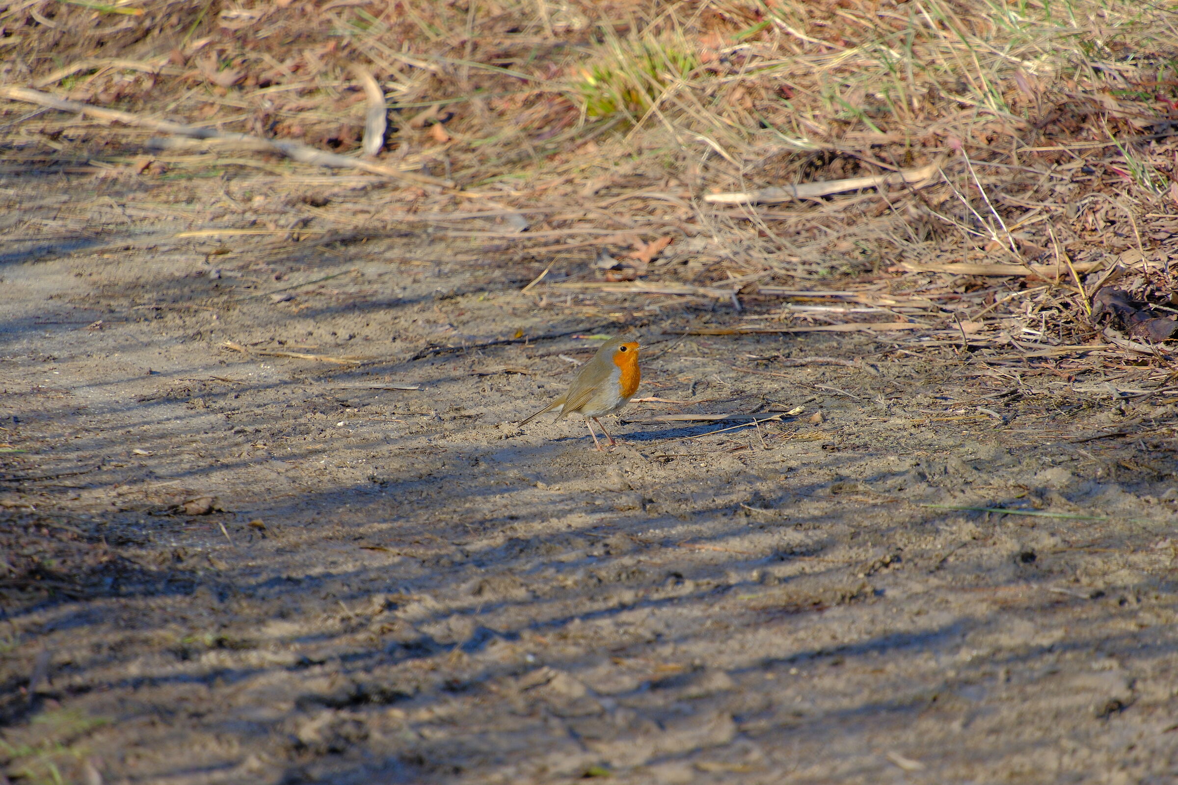 Pettirosso XT5, 1\500. F6,3. ISO 400