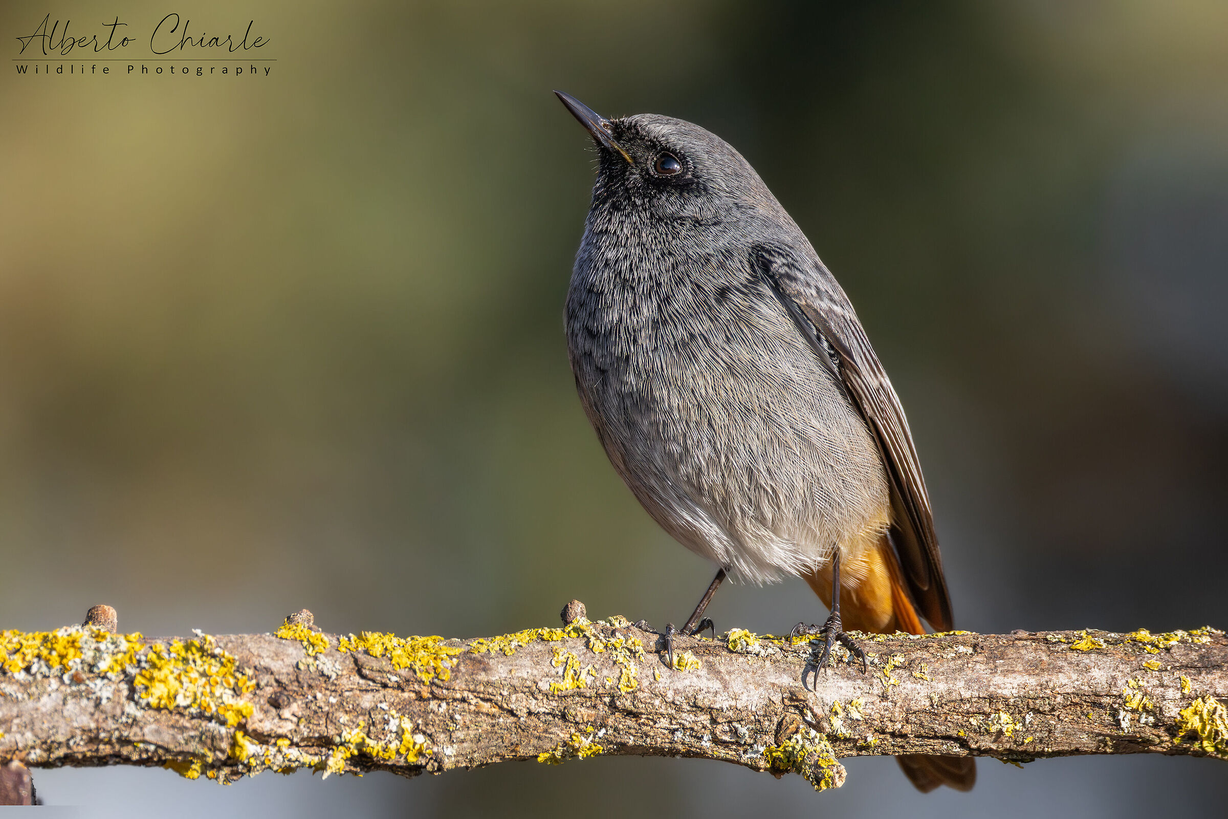 Black redstart