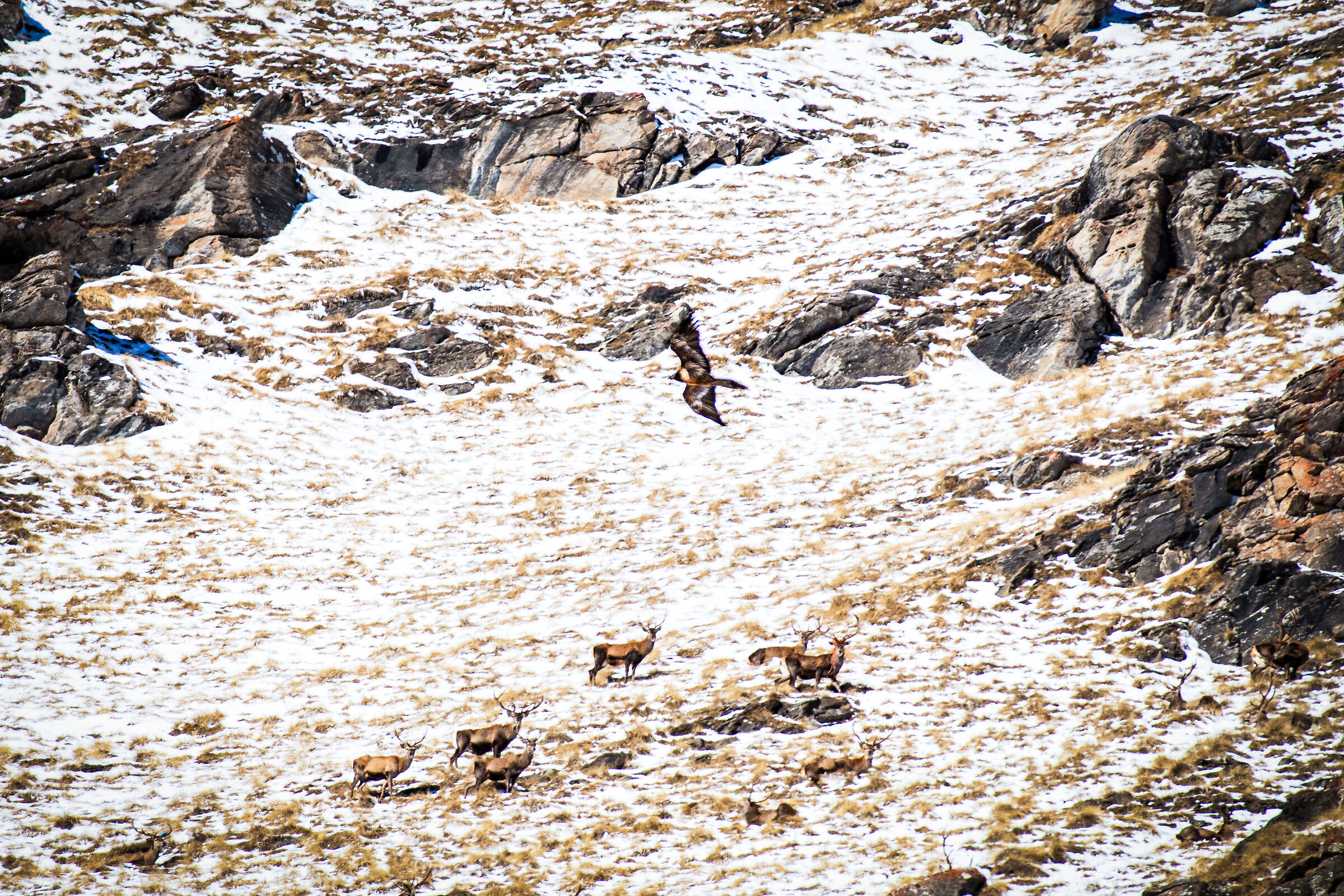 Look, a bearded vulture!