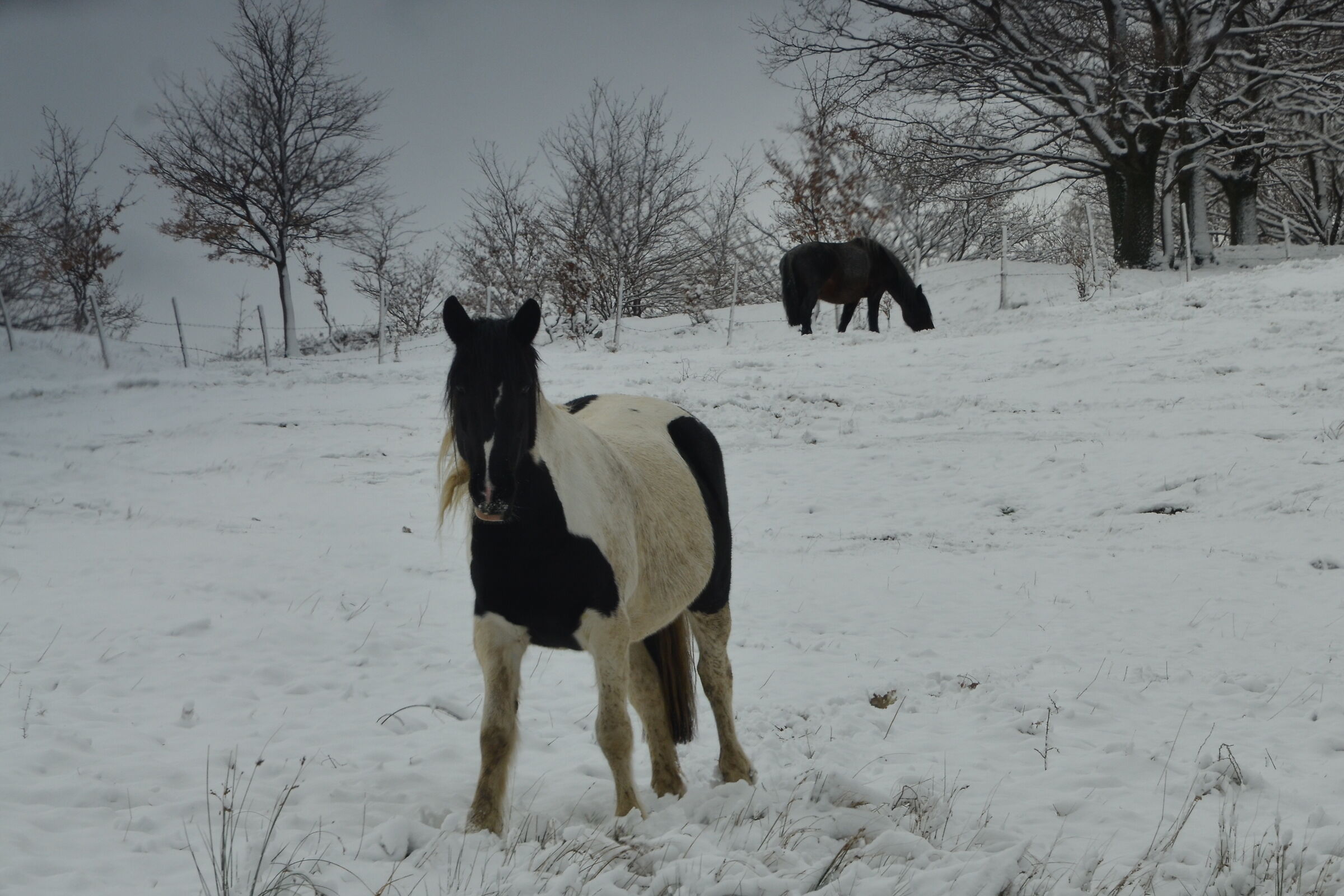 Snow horses