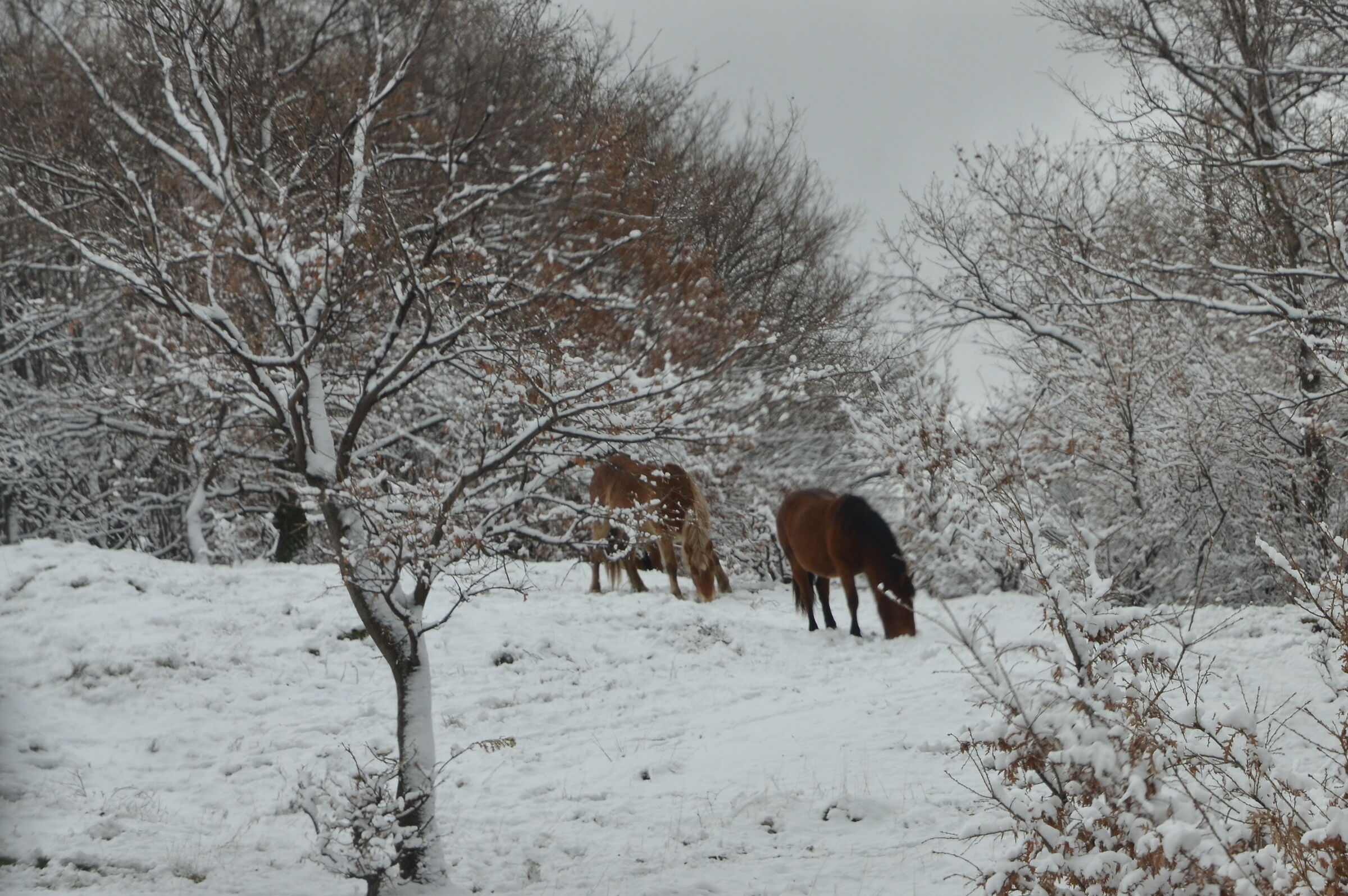 Snow Horses