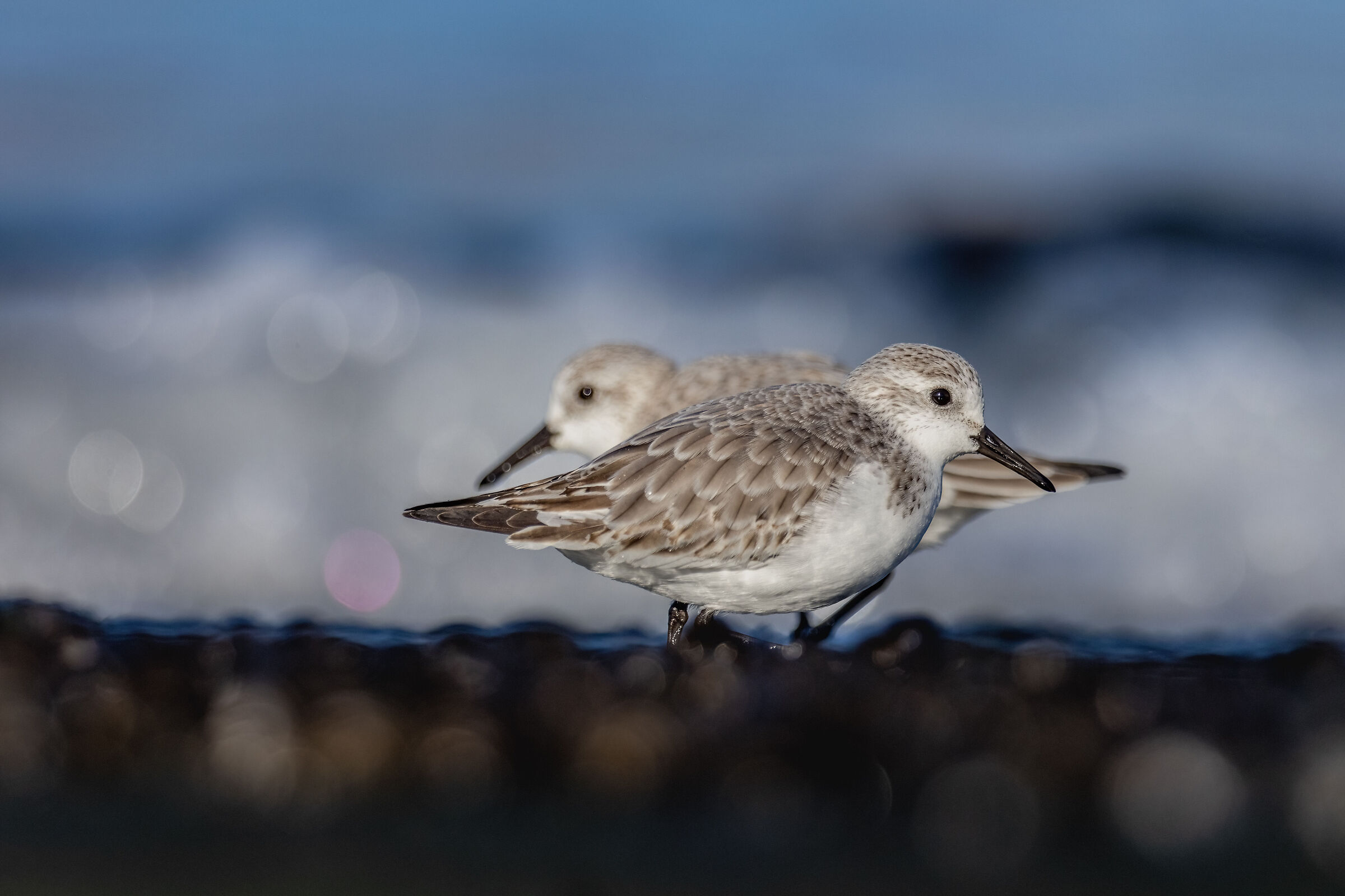 Three-toed sandpiper