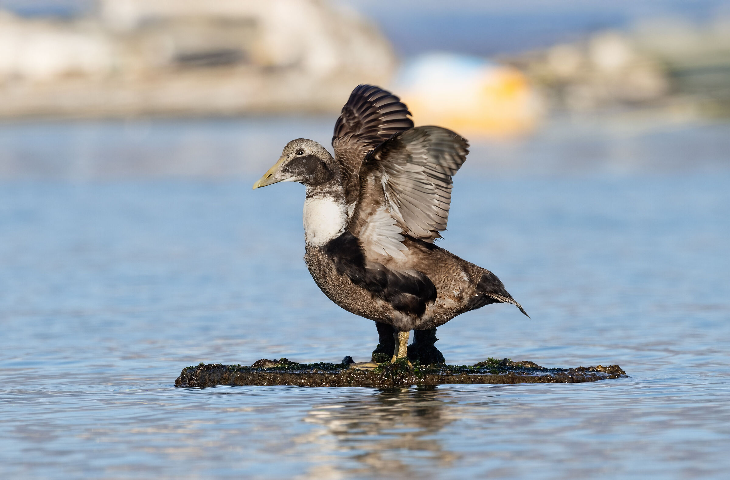 Common eider